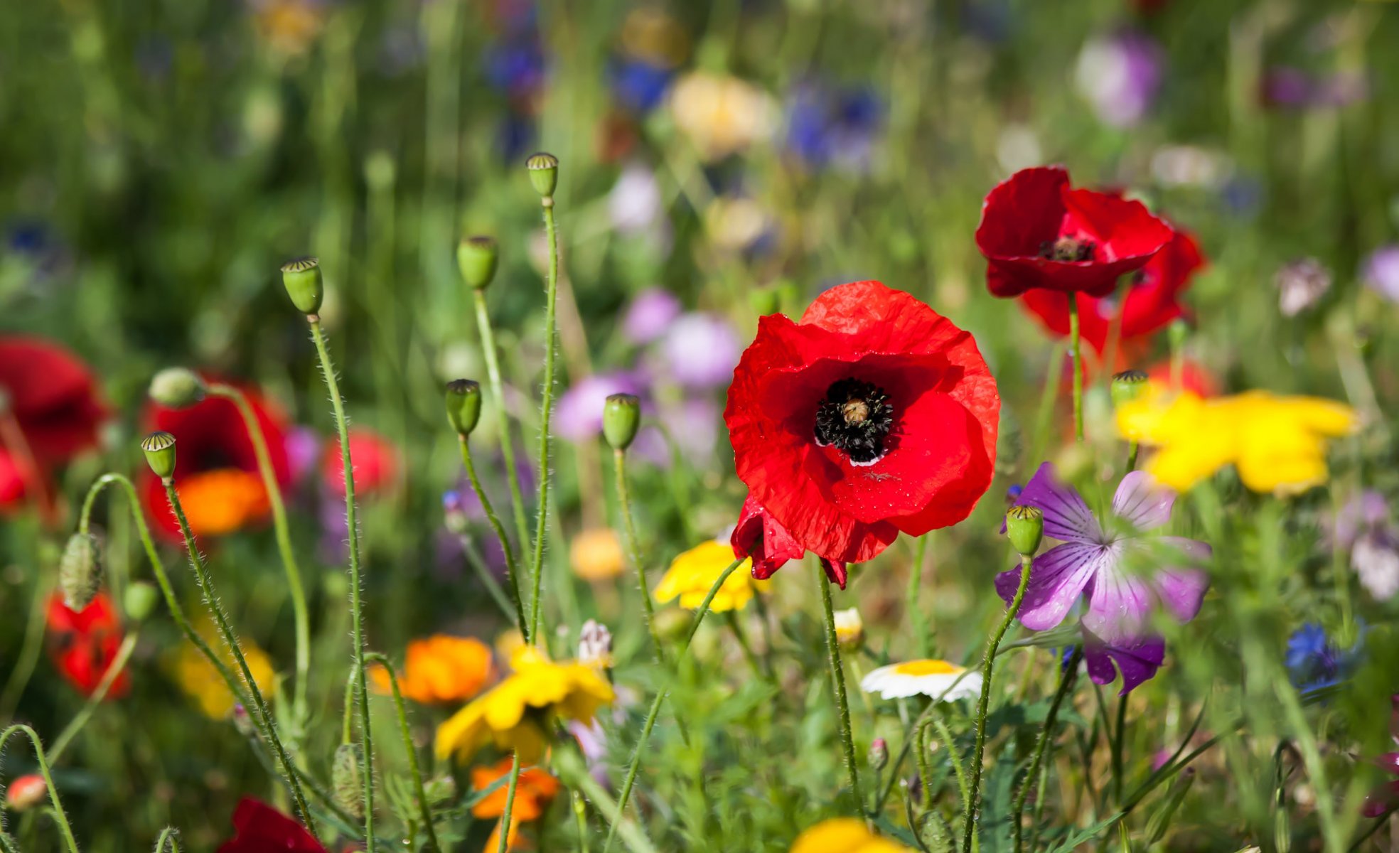 prairie champ fleurs coquelicots pétales herbe