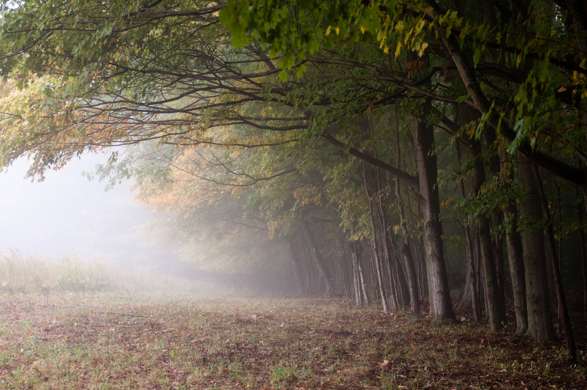 arbres brouillard nature