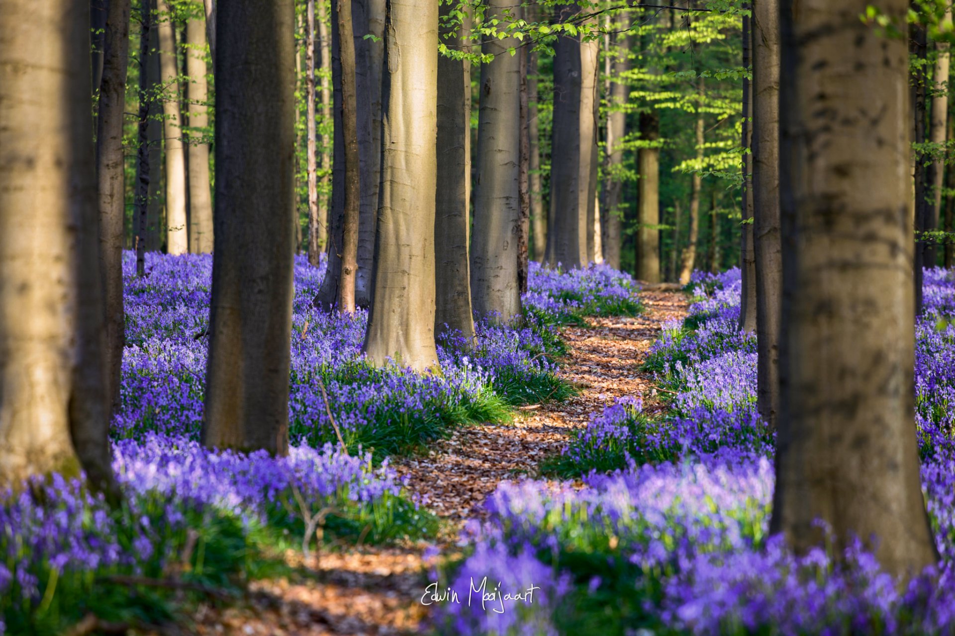 belgique printemps avril forêt fleurs jacinthoides