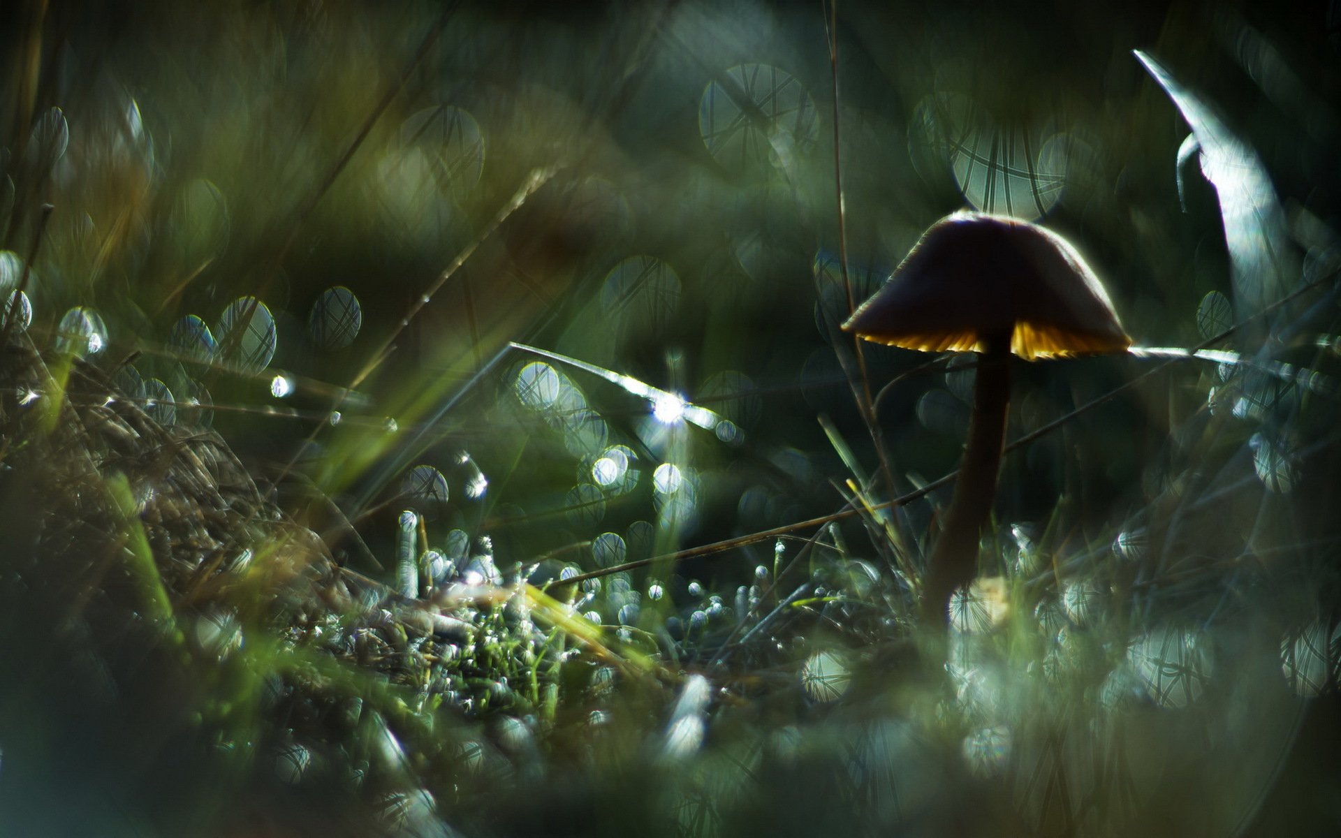 grass blades of grass reeds twigs mushroom dew drops glare bokeh