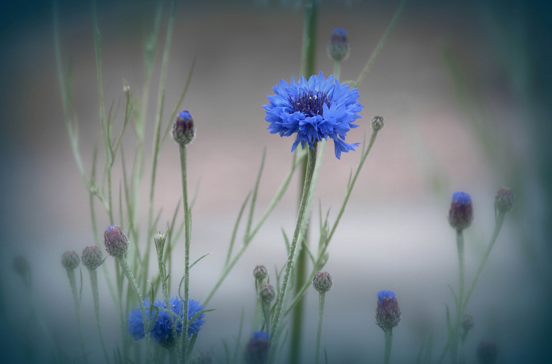 nebel wiese blume pflanze makro