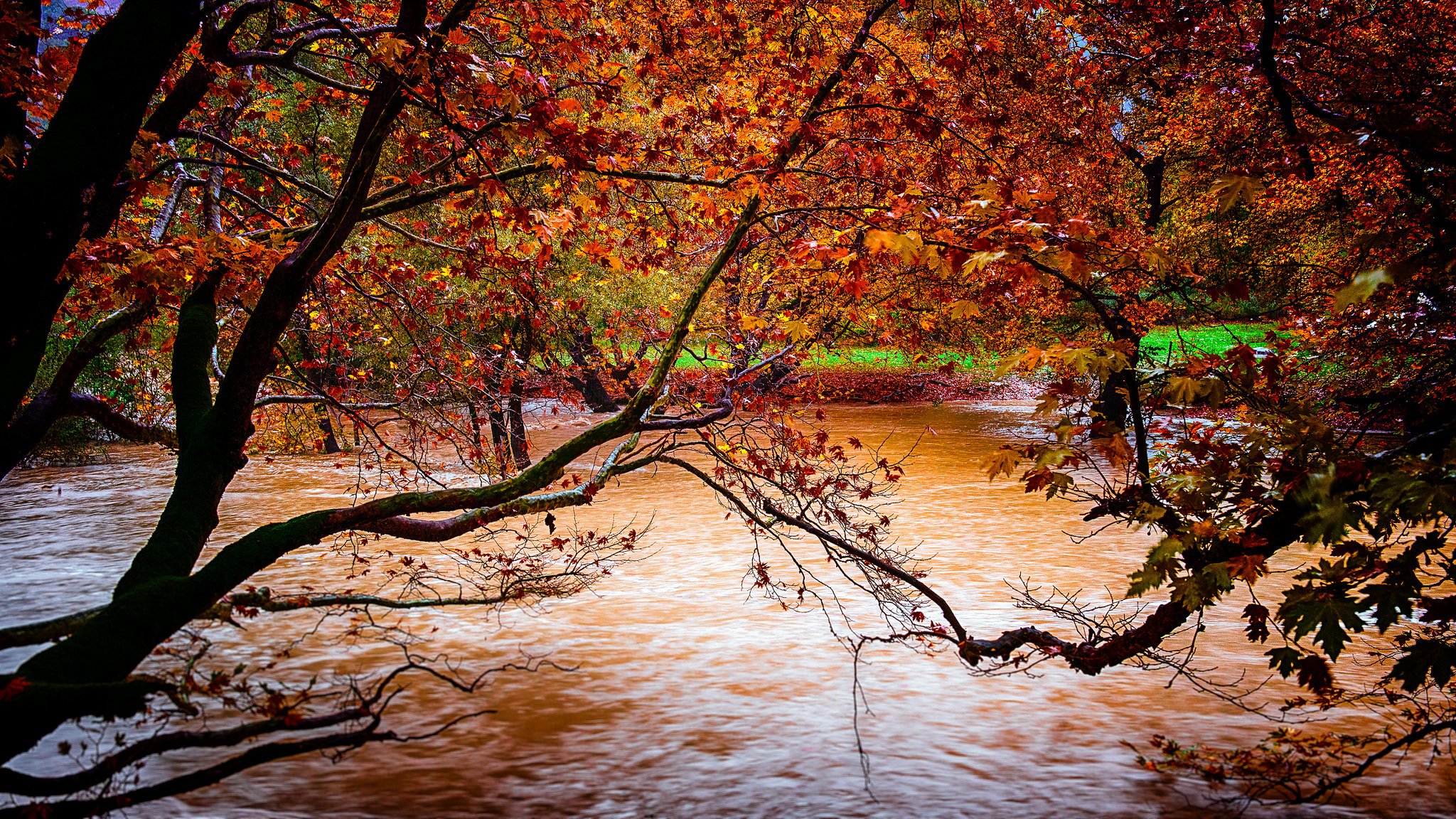 natura autunno alberi foglie giallo