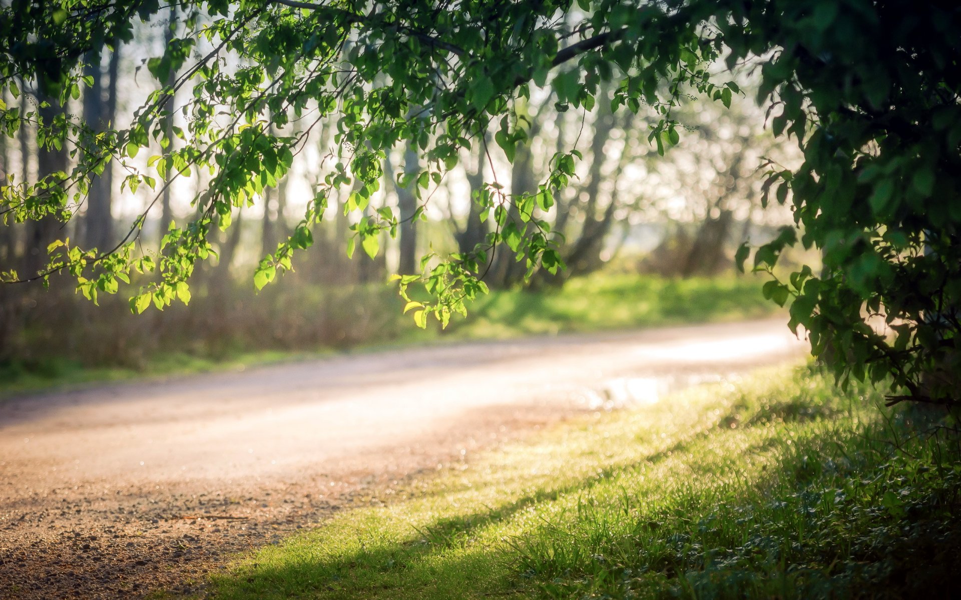 road morning nature