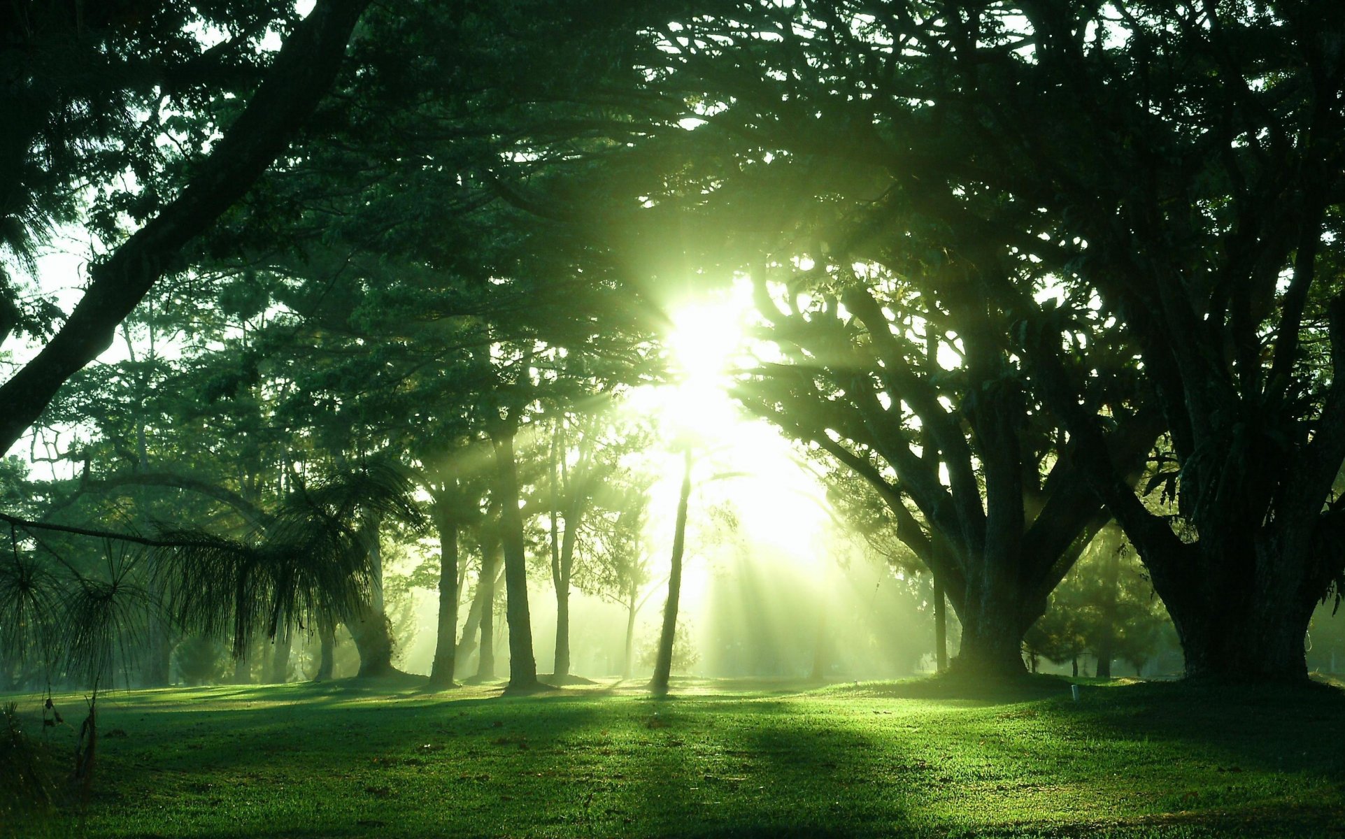 arbres soleil lumière nature