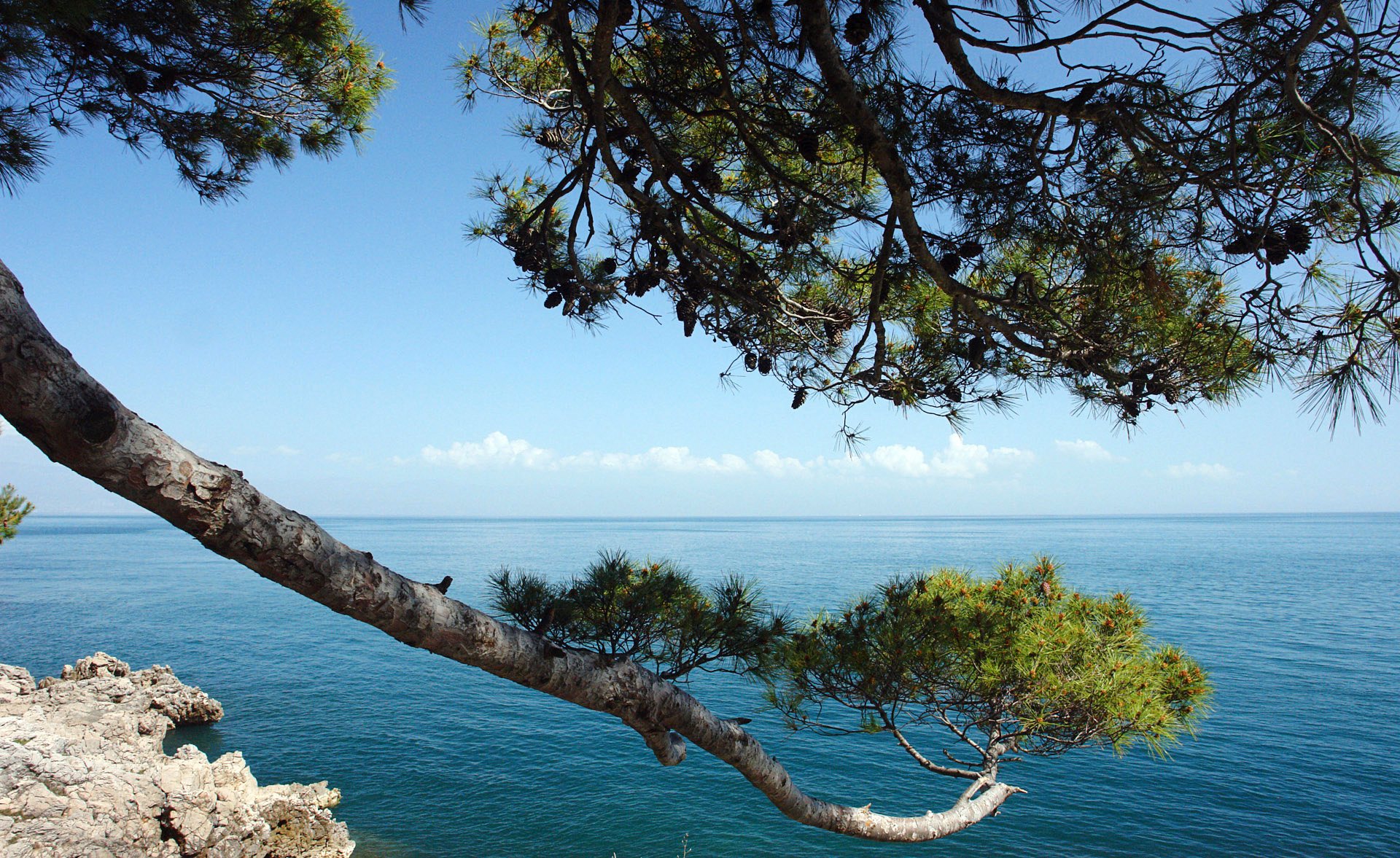 croatia sky clouds sea pine branch rock landscape