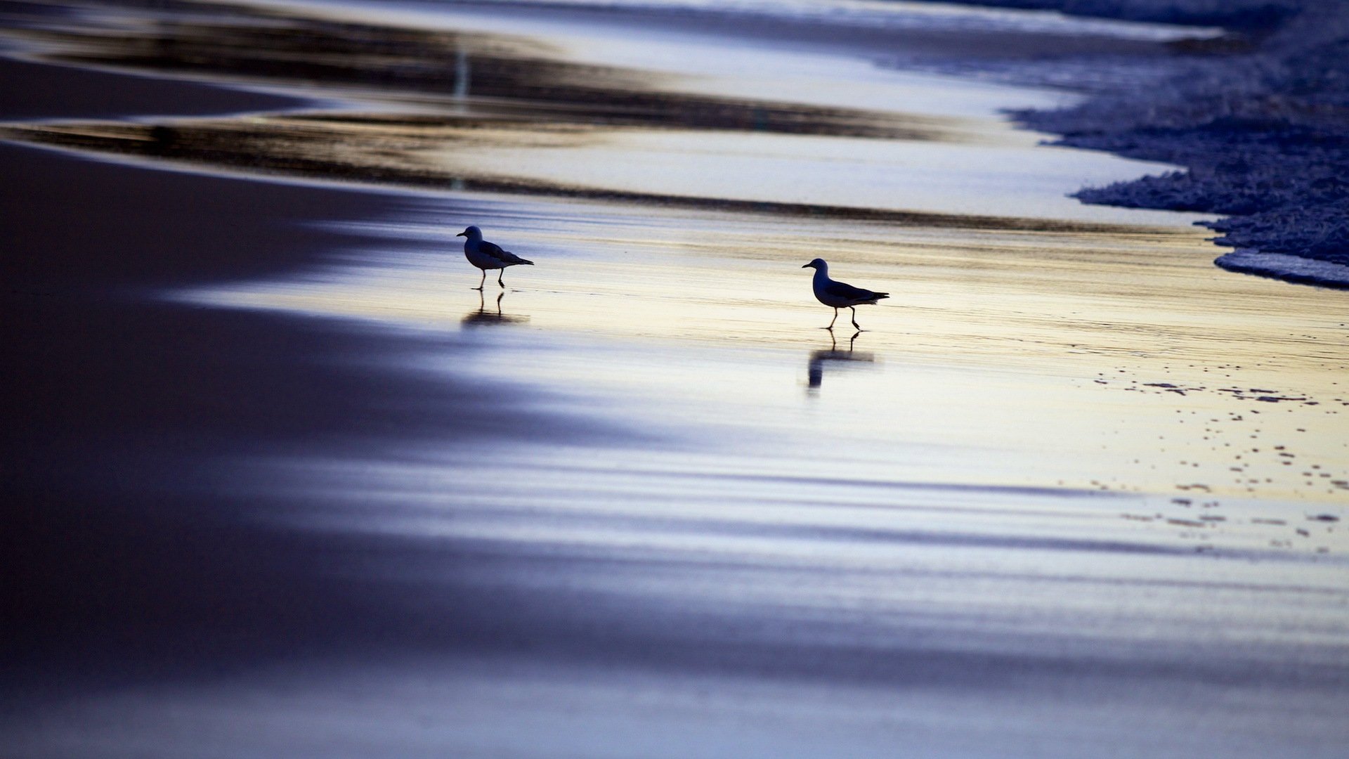 oiseaux mer nuit nature