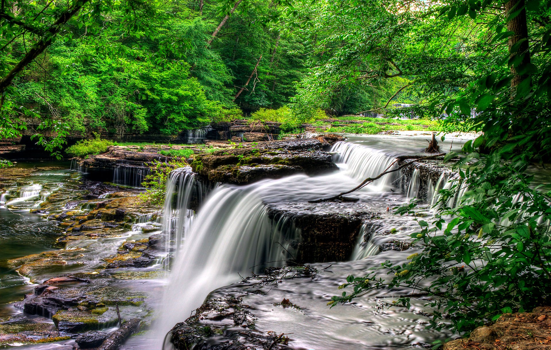 bosque árboles río rápidos corriente rocas rocas