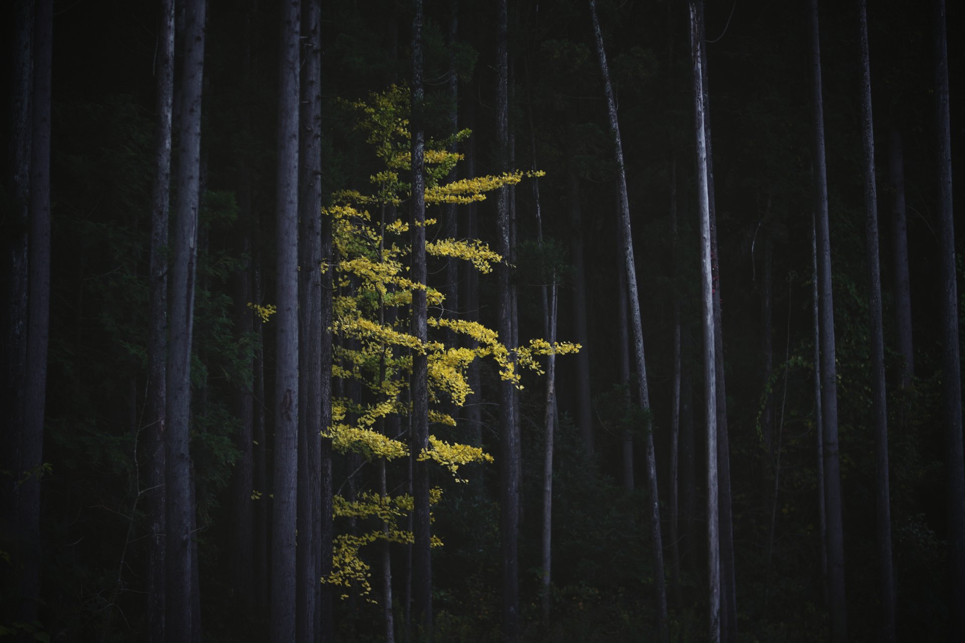 japan natur wald herbst bäume baum ginkgo laub