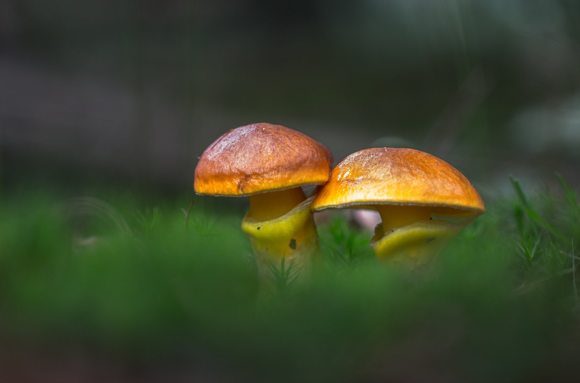 olejnik modrzew grzyb las trawa natura