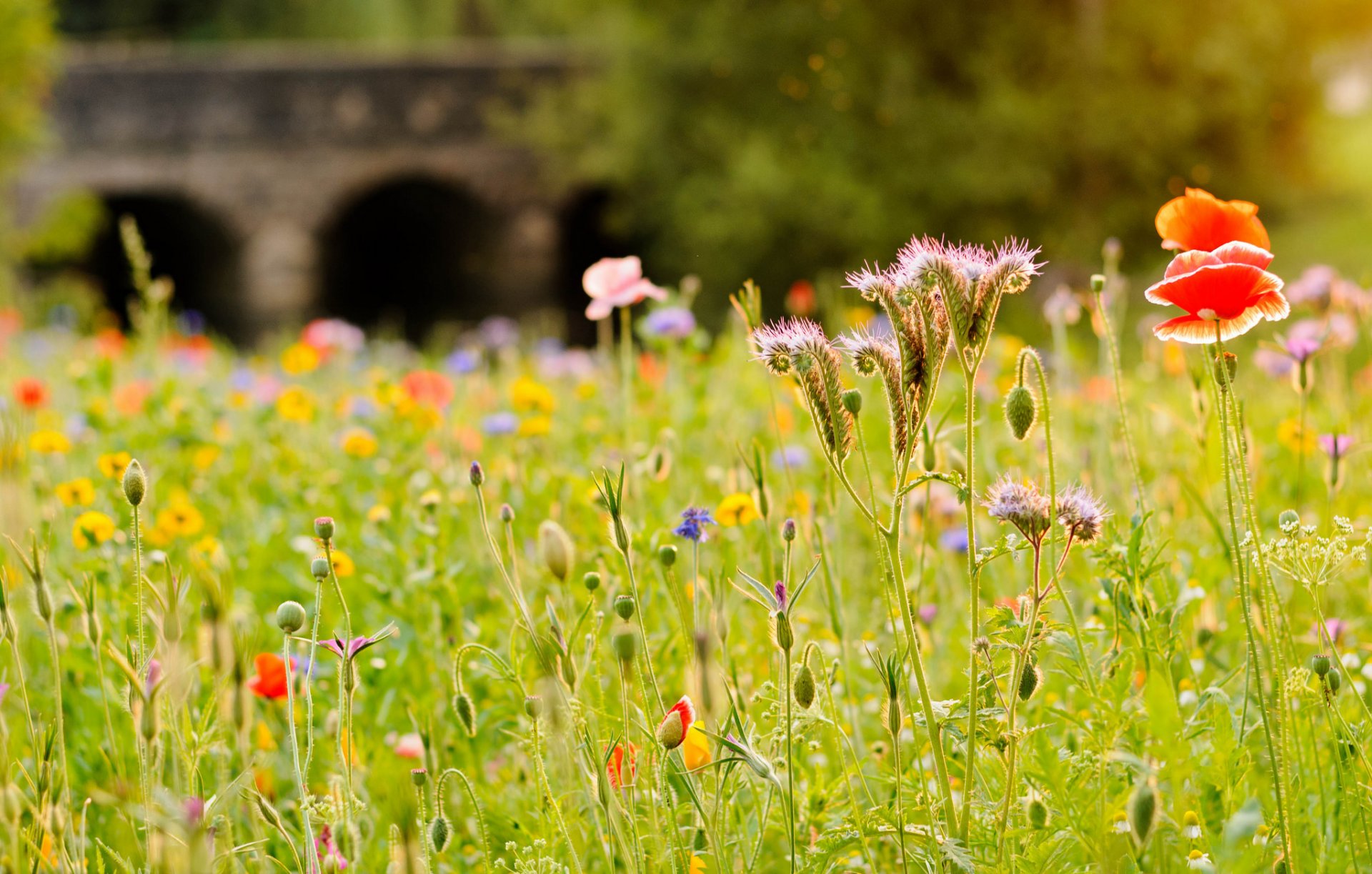 champ prairie herbe fleurs pavot pont rivière