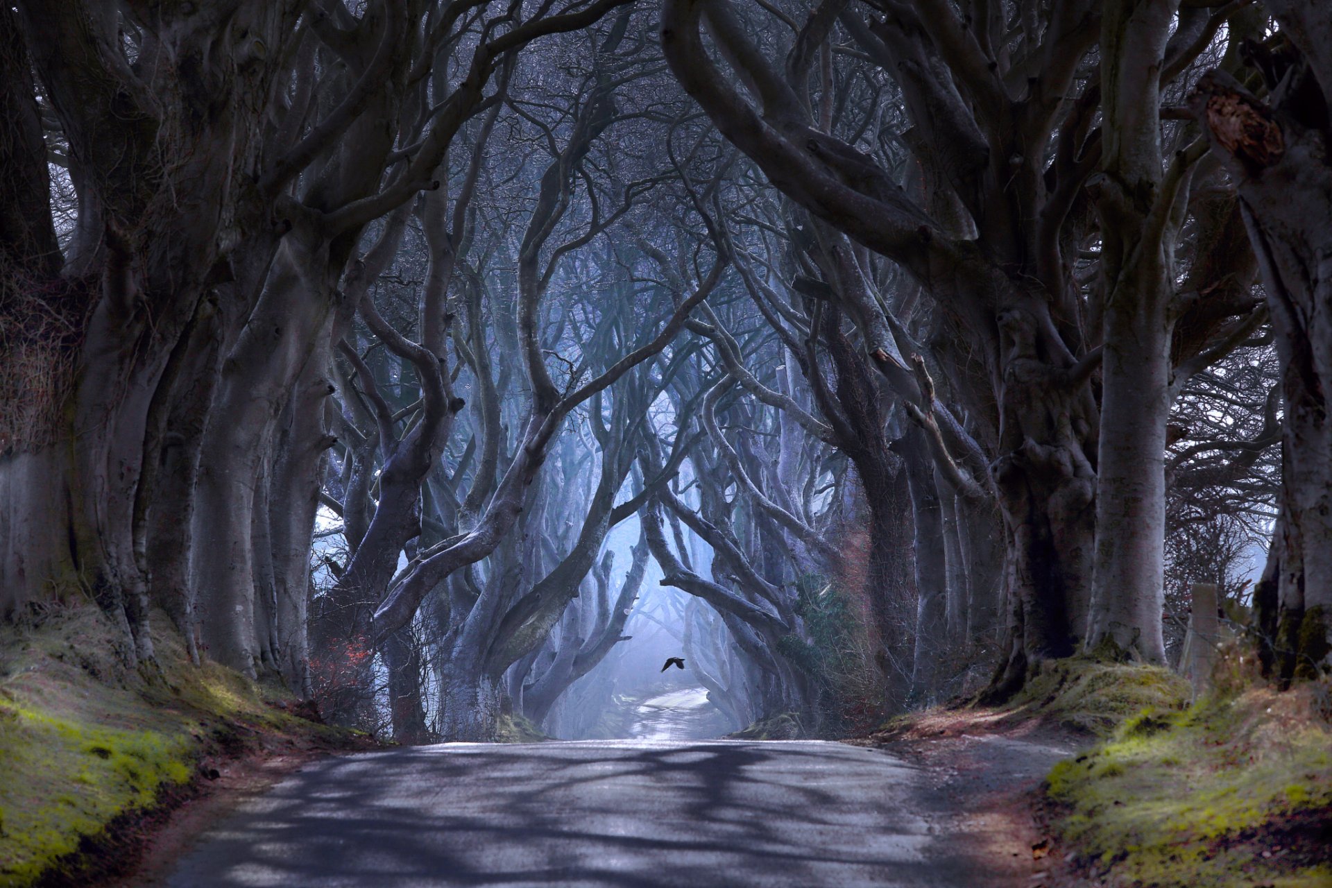 irlanda del norte condado de antrim ballymony camino de bregagh road callejón oscuro árboles neblina pájaro