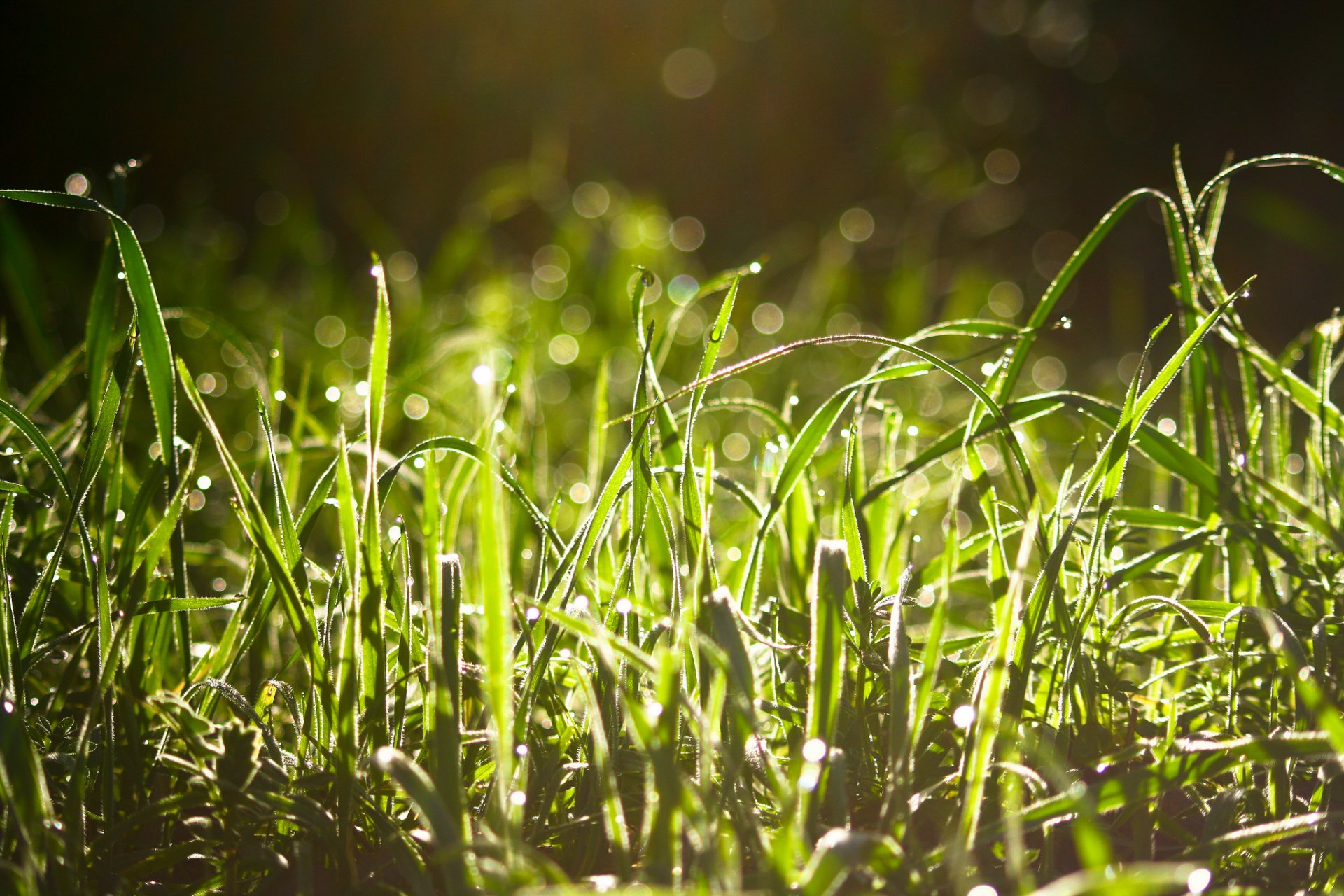 grass rosa drops reflection