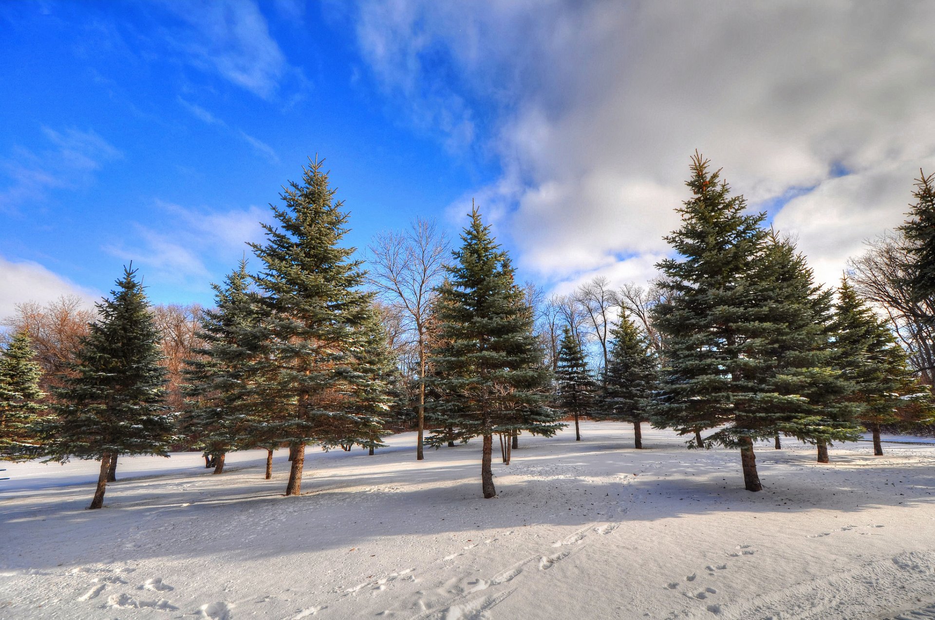 ky clouds winter forest tree snow traces spruce