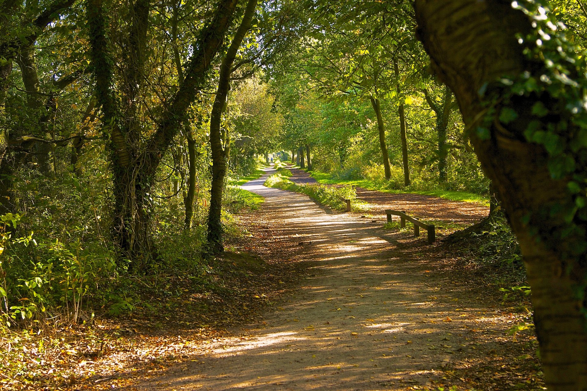 parc forêt route arbres herbe