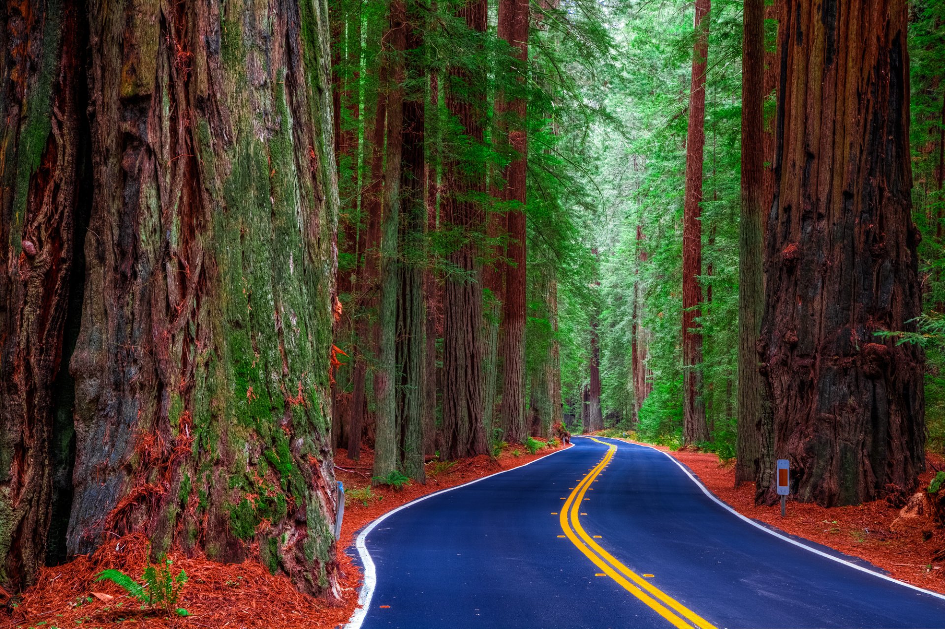 redwood state park kalifornien vereinigte staaten von amerika straße wald bäume