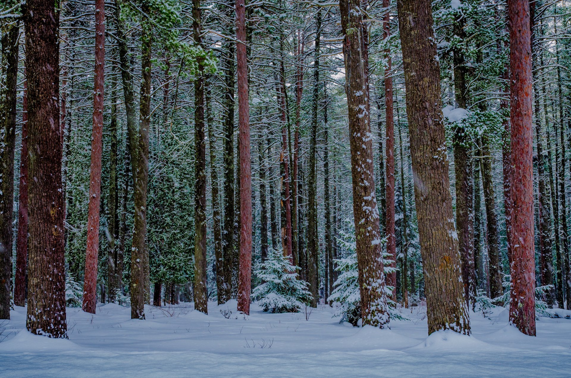 nature forêt neige
