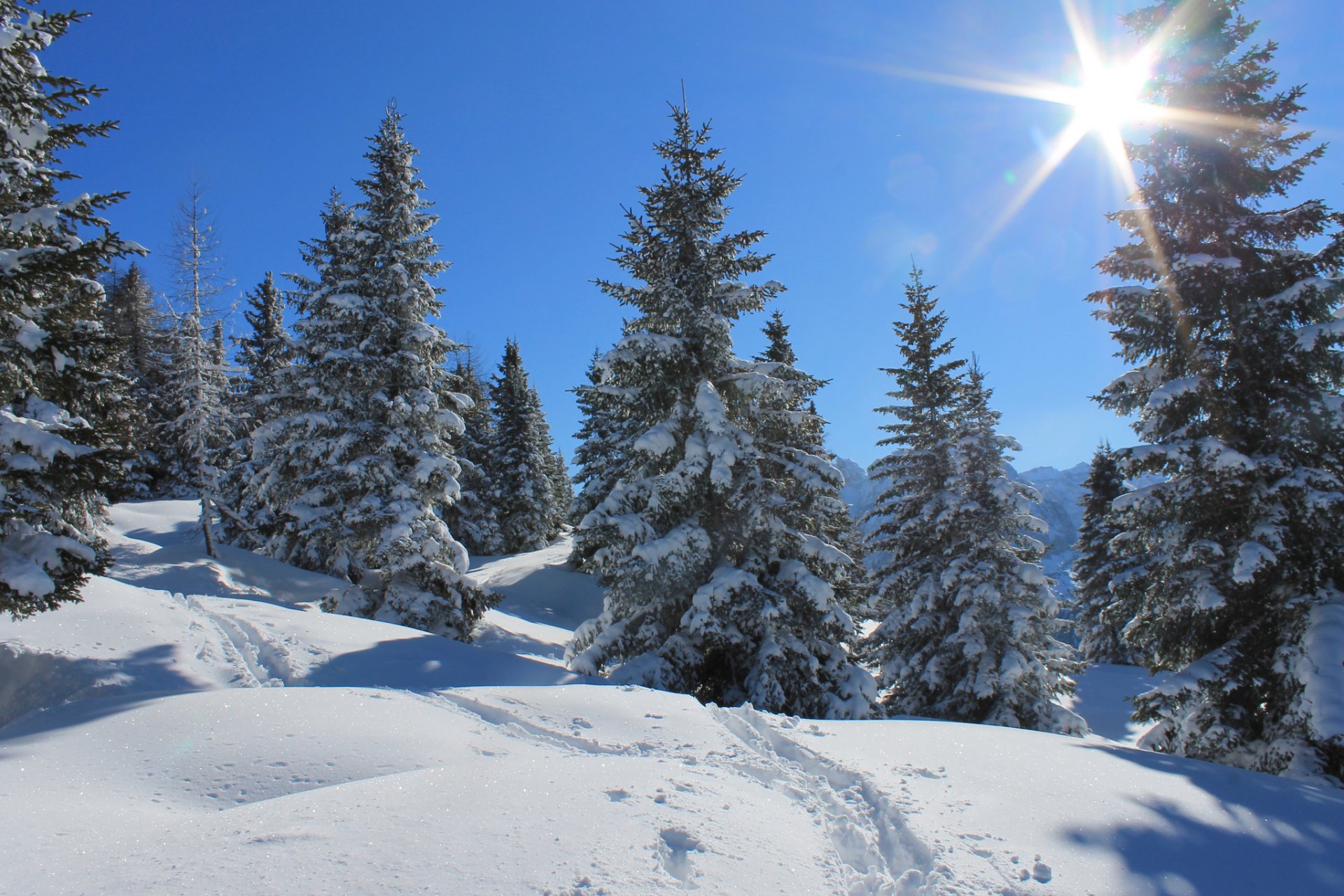 ciel soleil rayons hiver forêt neige arbres traces
