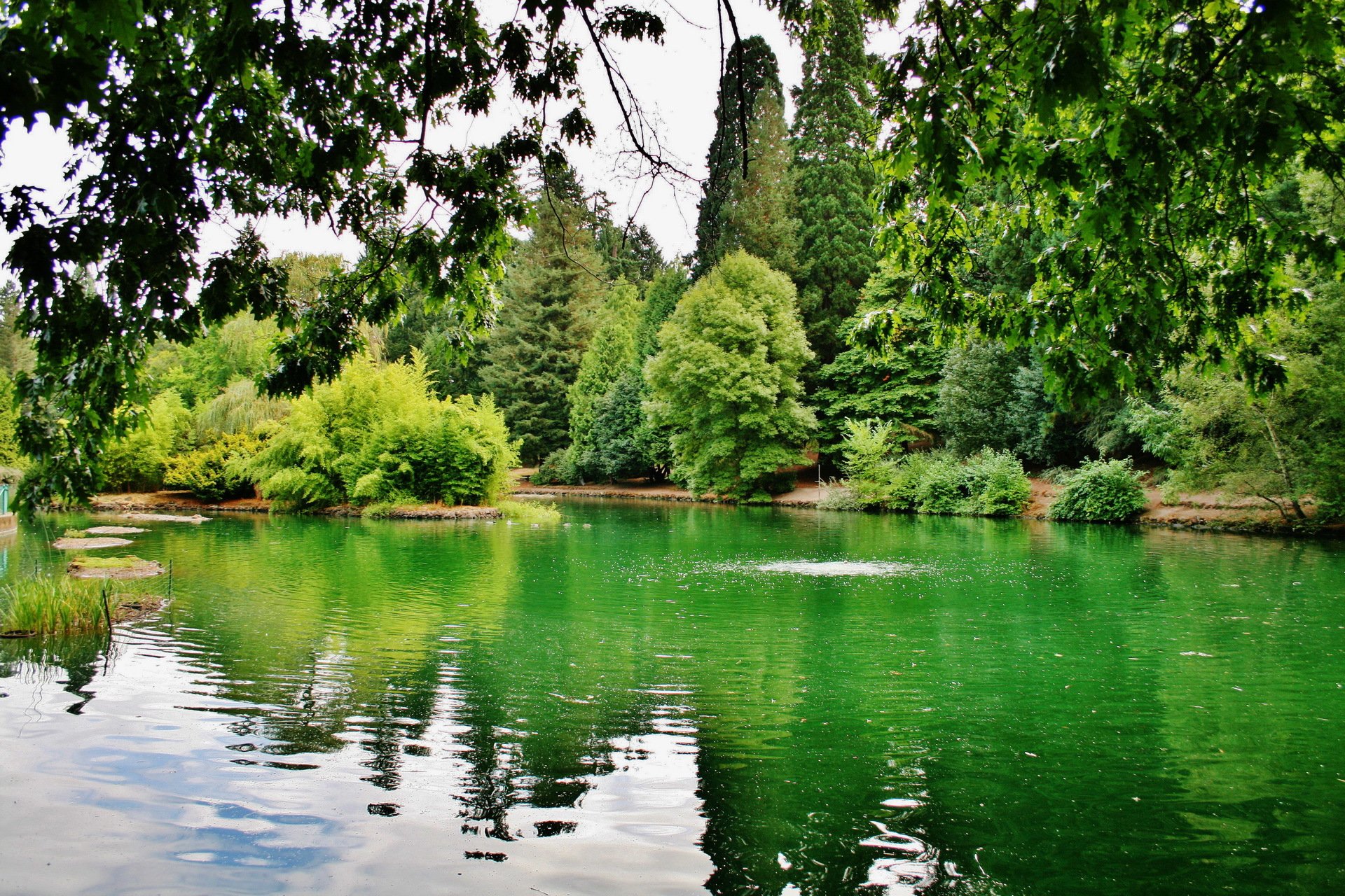états-unis parc laurelhurst portland oregon lac arbres branches verdure