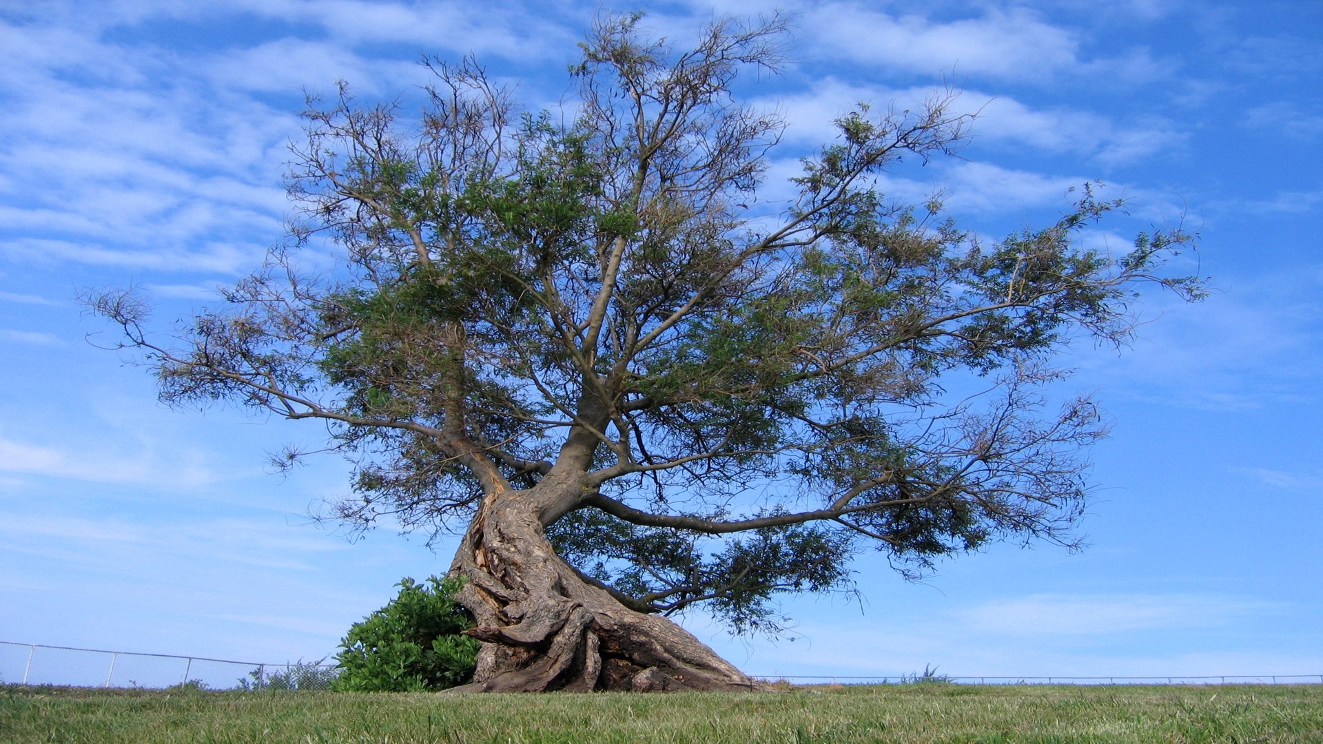 ciel arbre herbe nuages racines
