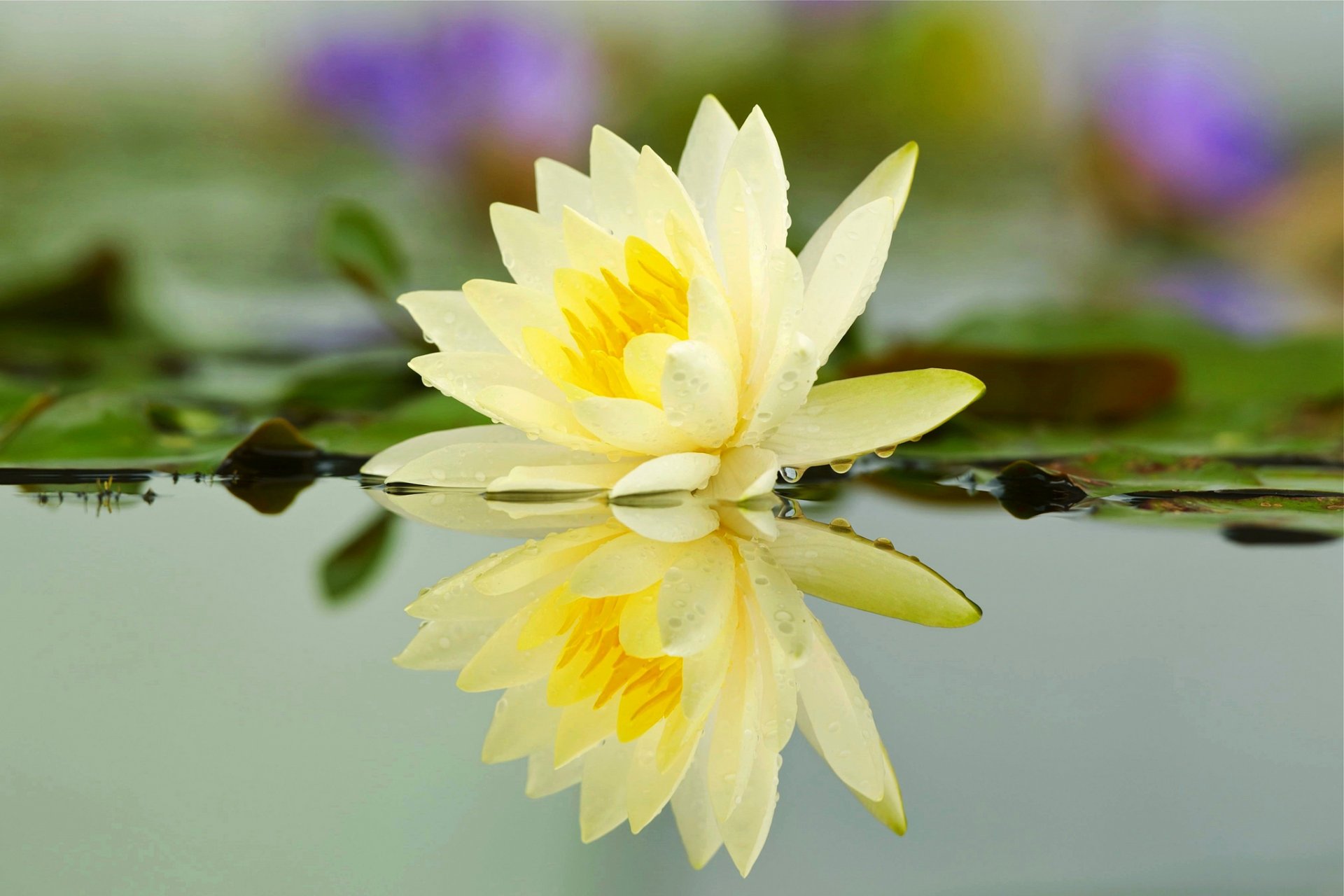 étang rivière fleur lis gouttes eau pétales