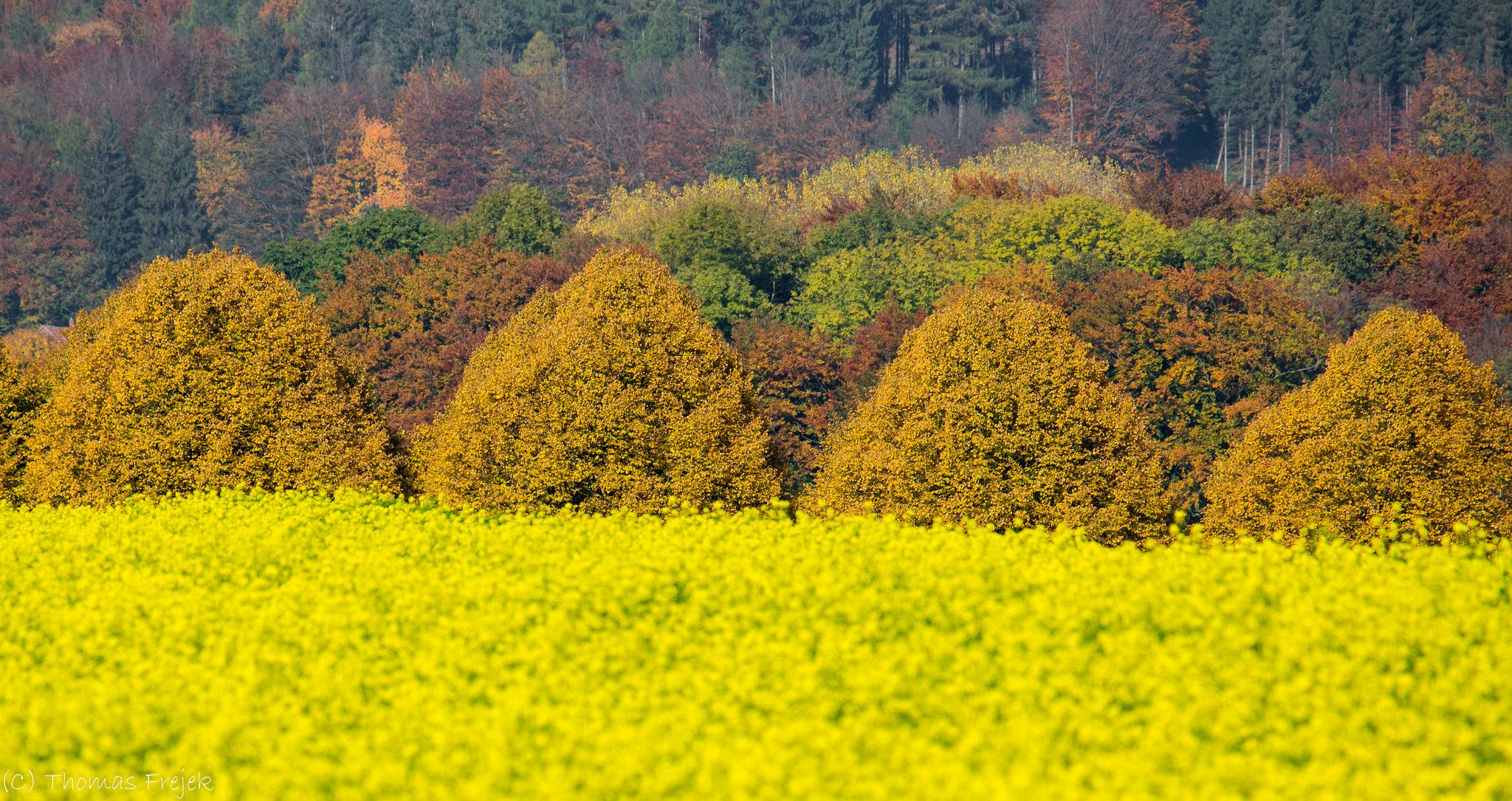 forest tree the field flower