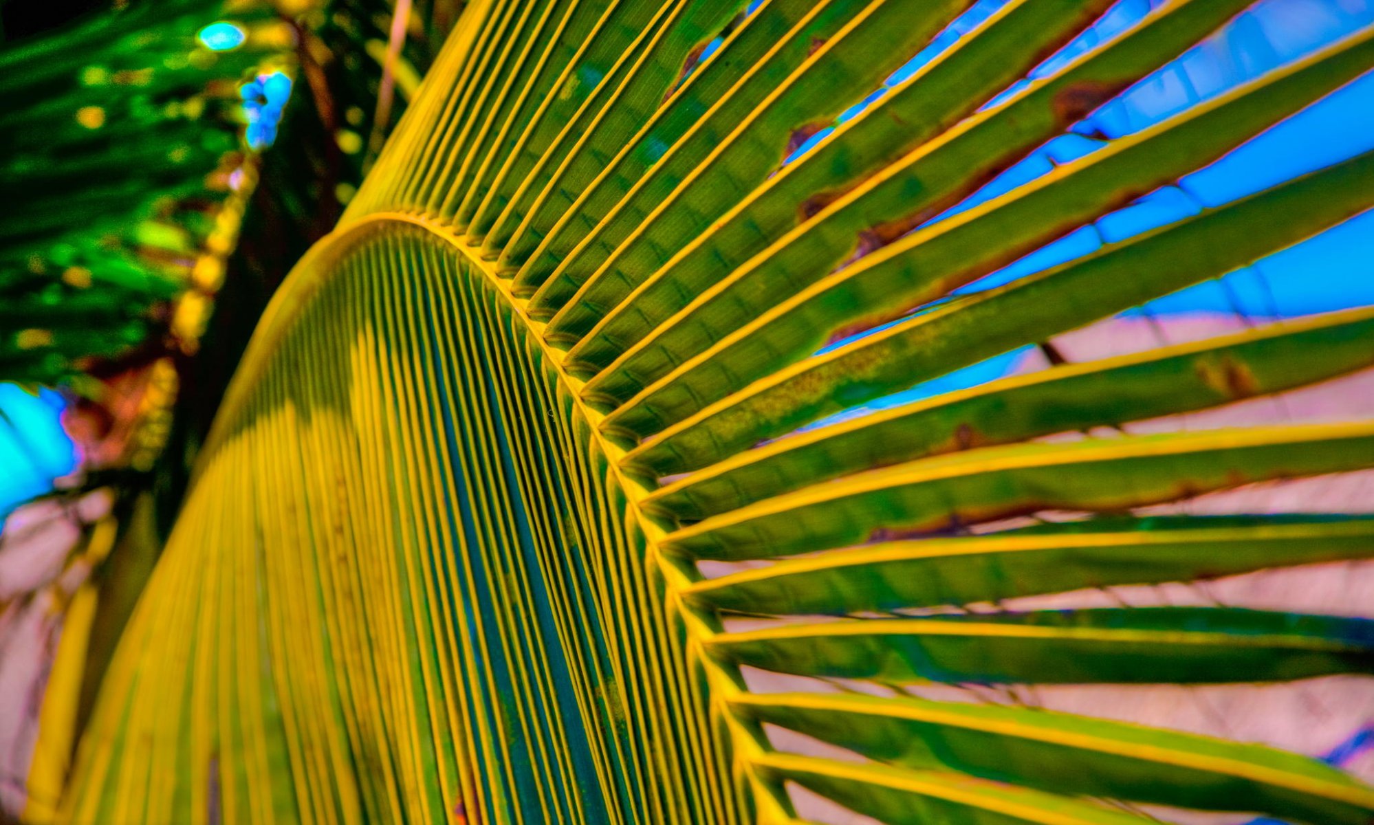 ummer palma sheet close up