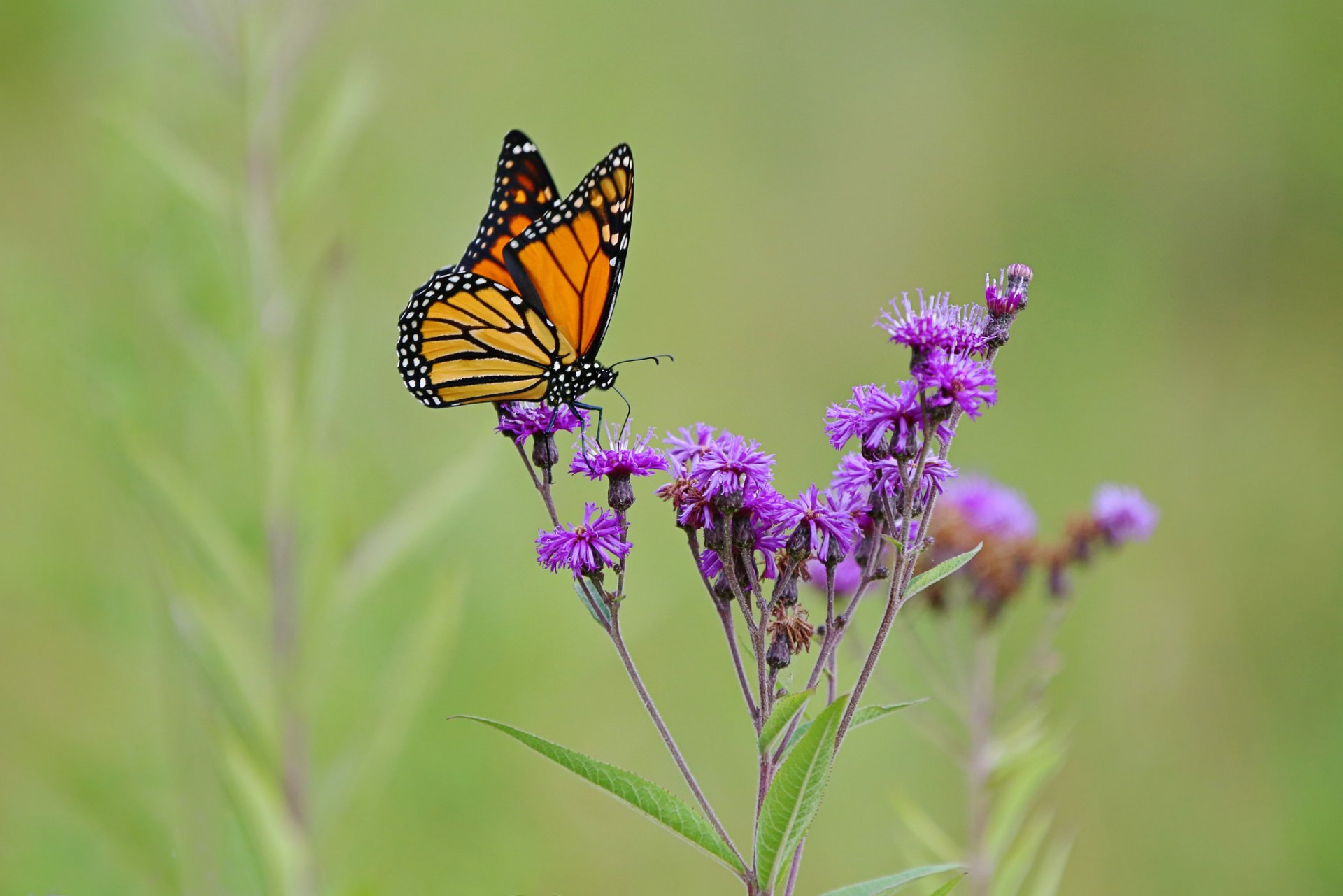 the field meadow flower plant insect butterfly wing