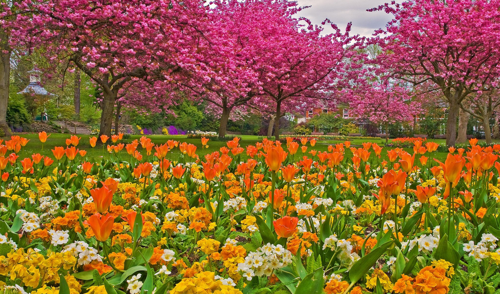 ogród park trawa kwiaty tulipany drzewa