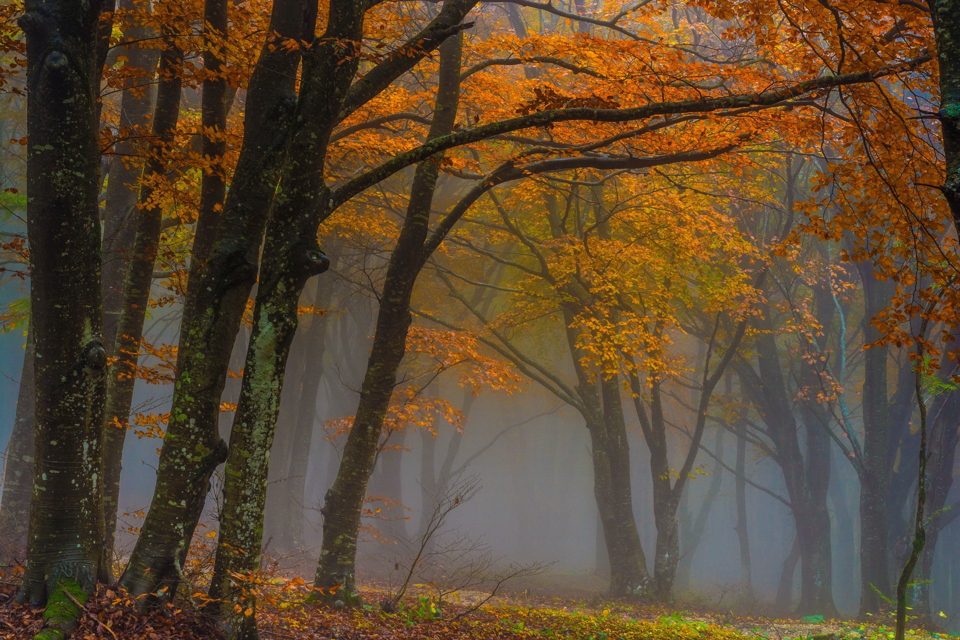 autumn forest fog