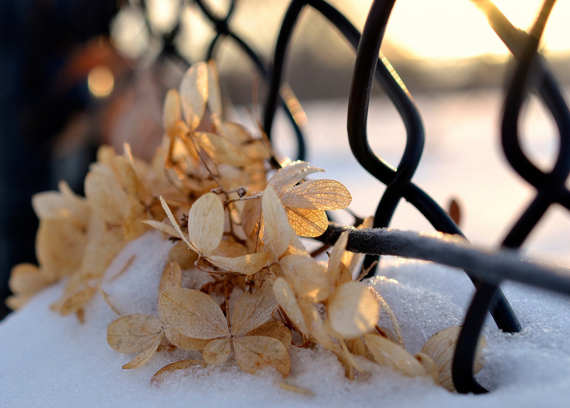 neige feuilles sèches lumière du soleil hiver