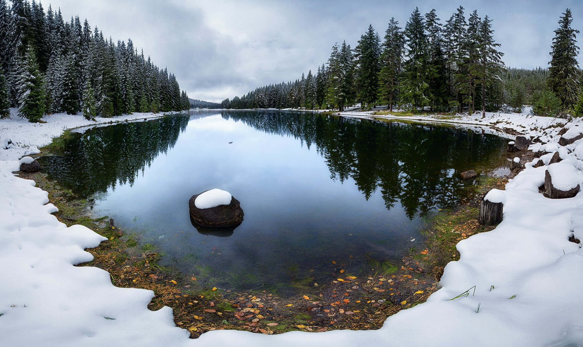 forêt épinette lac neige hiver calme