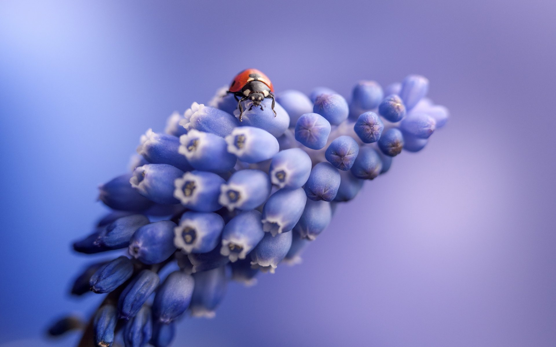 ladybug flower nature