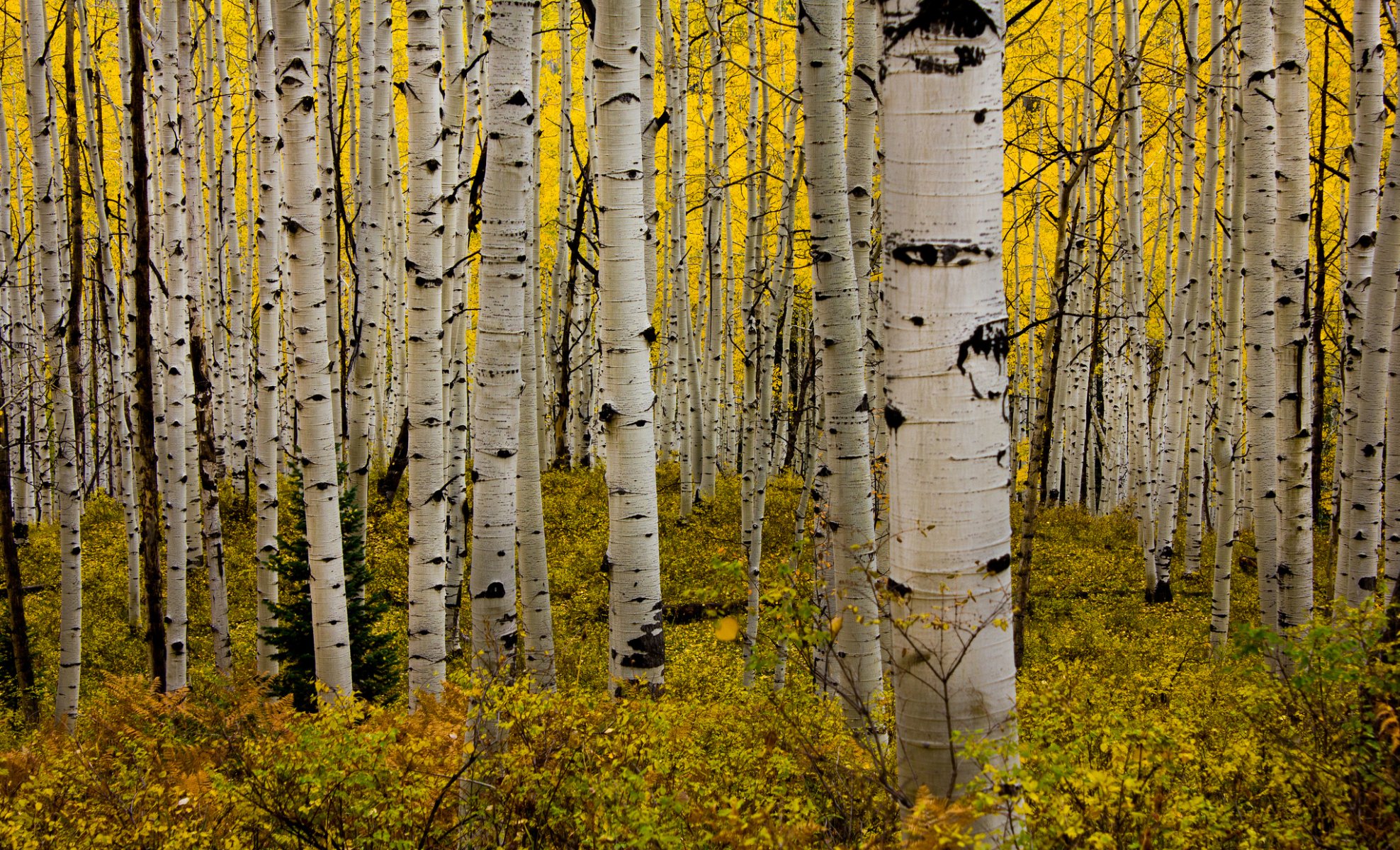 aspen colorado usa forest aspen leaves autumn bushes grove