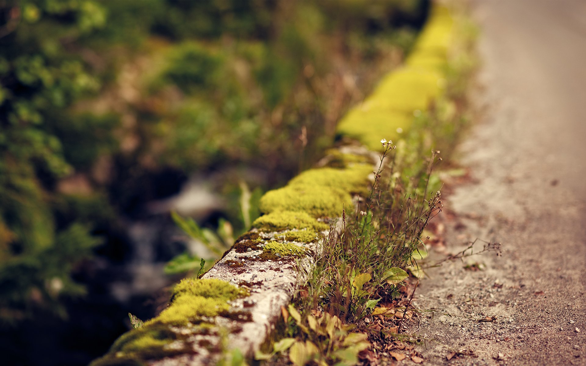 focus strada strada bardure muschio verde fiori