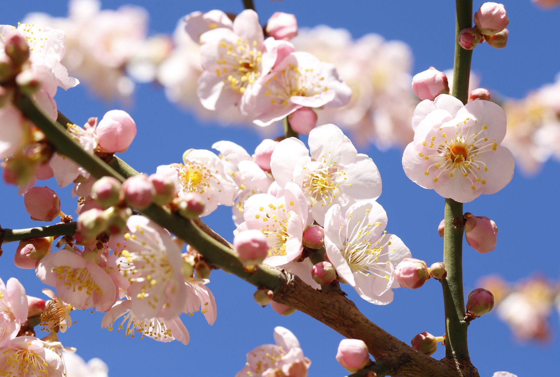 jardín árbol rama flores cielo primavera