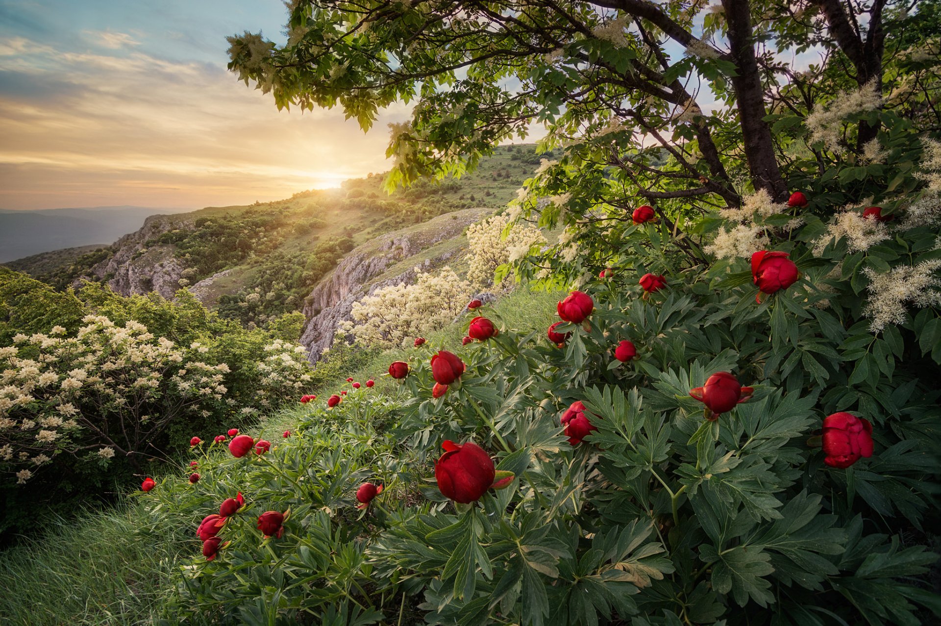bulgarien abend hang blumen pfingstrosen bäume frühling
