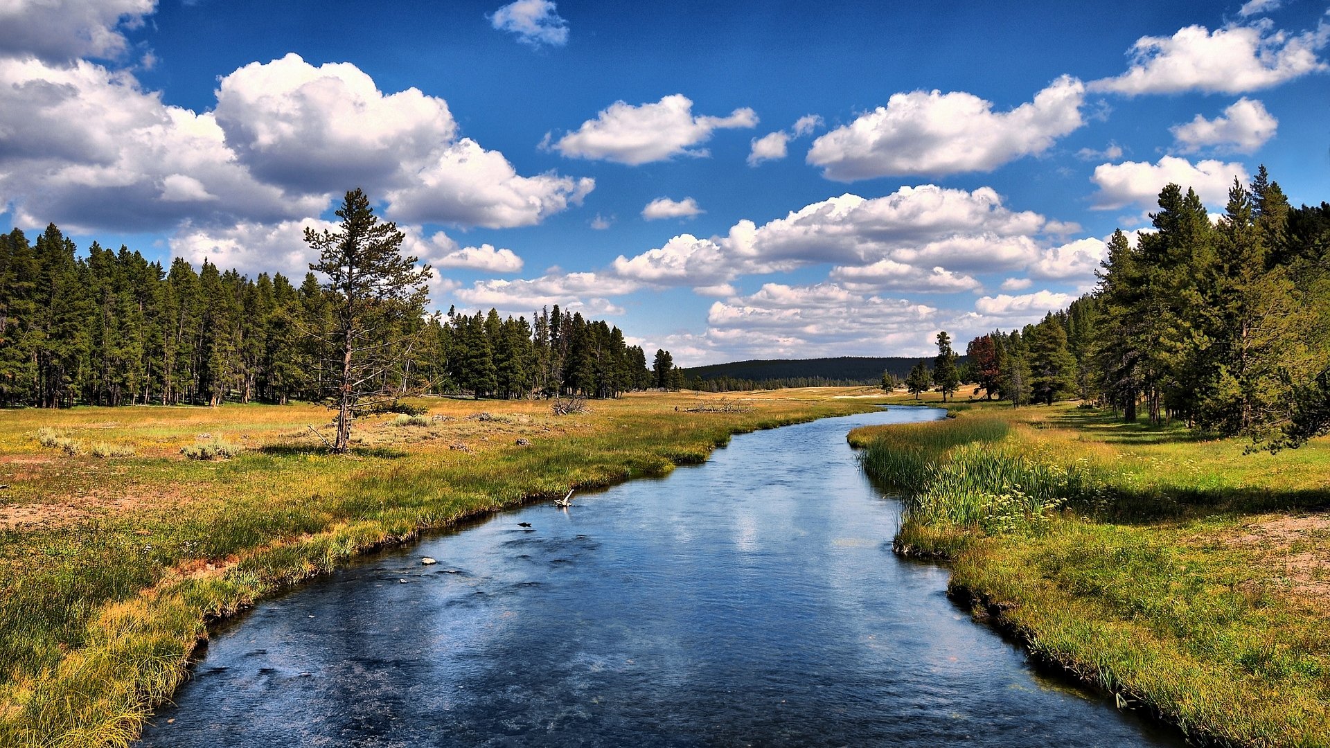 лес река природа гризли river run анахайм калифорния сша
