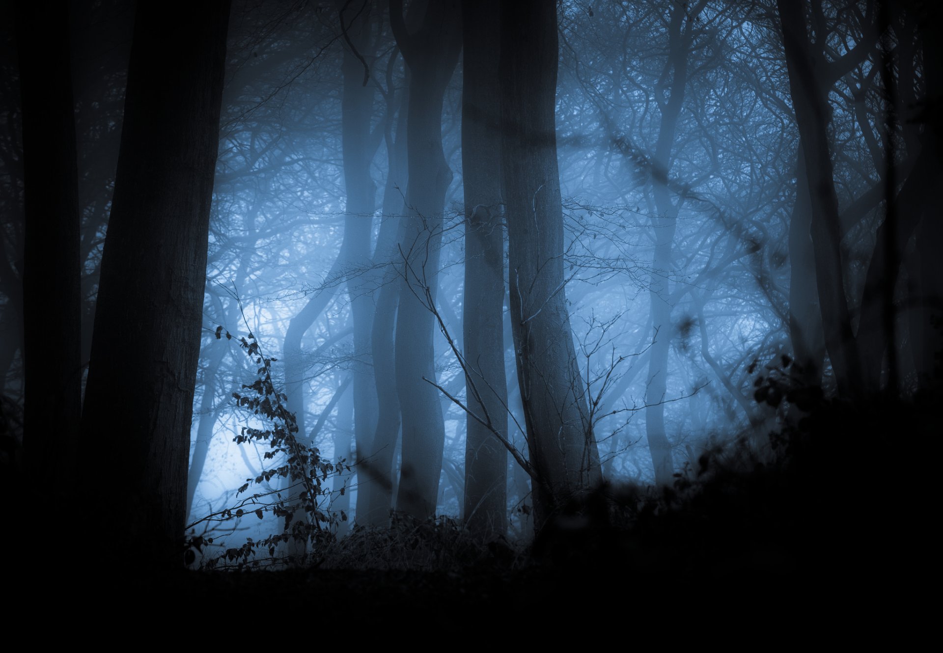 forêt arbres brouillard automne