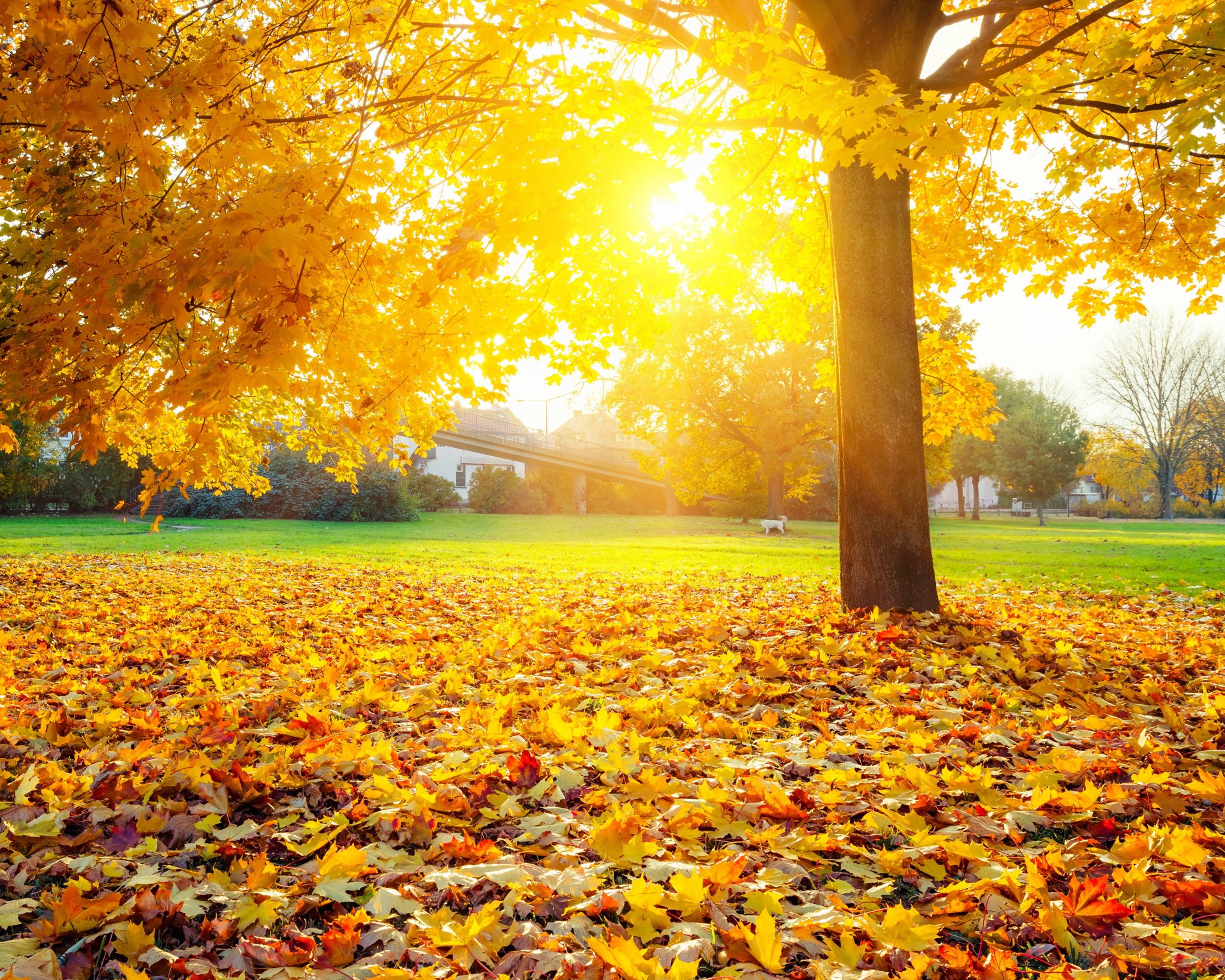 autumn tree lawn grass leaves yellow sun