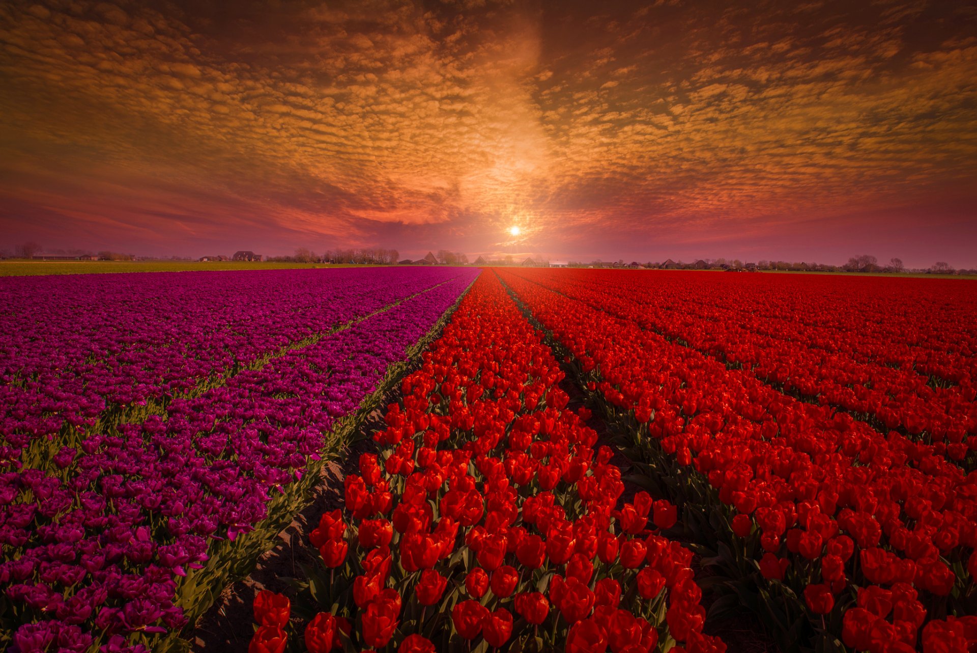 hollande champ tulipes fleurs bourgeons rouge ciel coucher de soleil nature