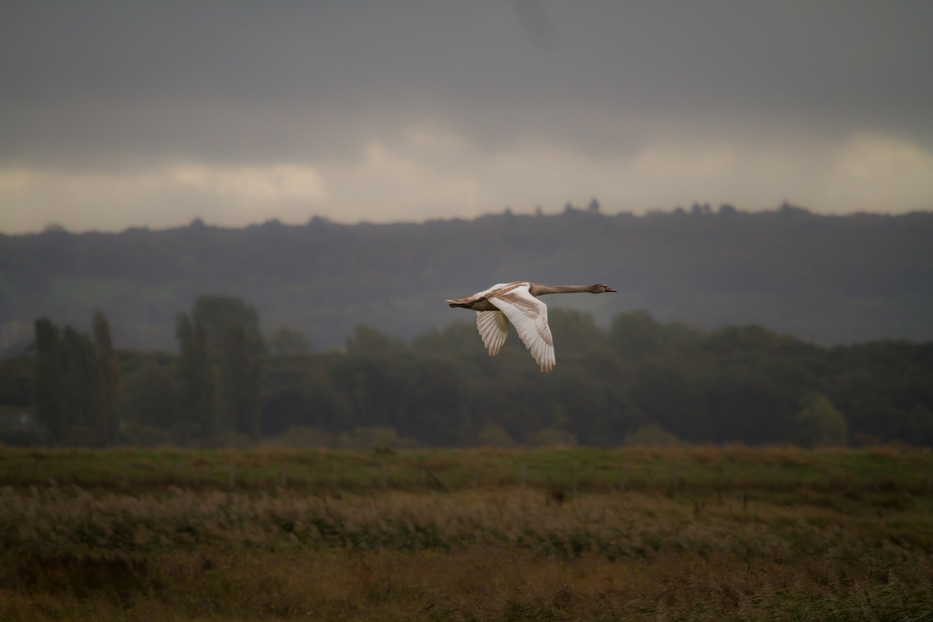 cigno uccello volo natura