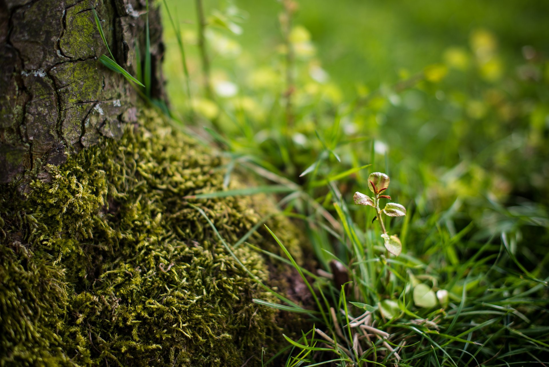 arbre écorce mousse herbe pousse flou