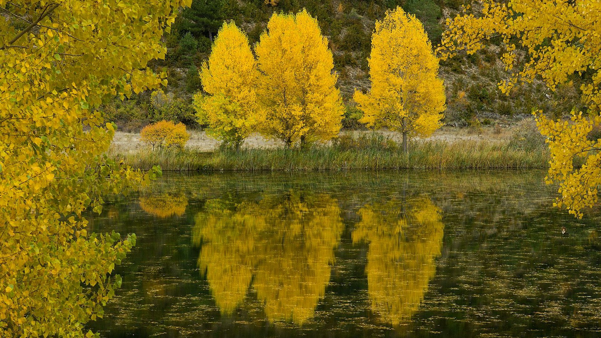 automne arbres rivière feuilles lac réflexion