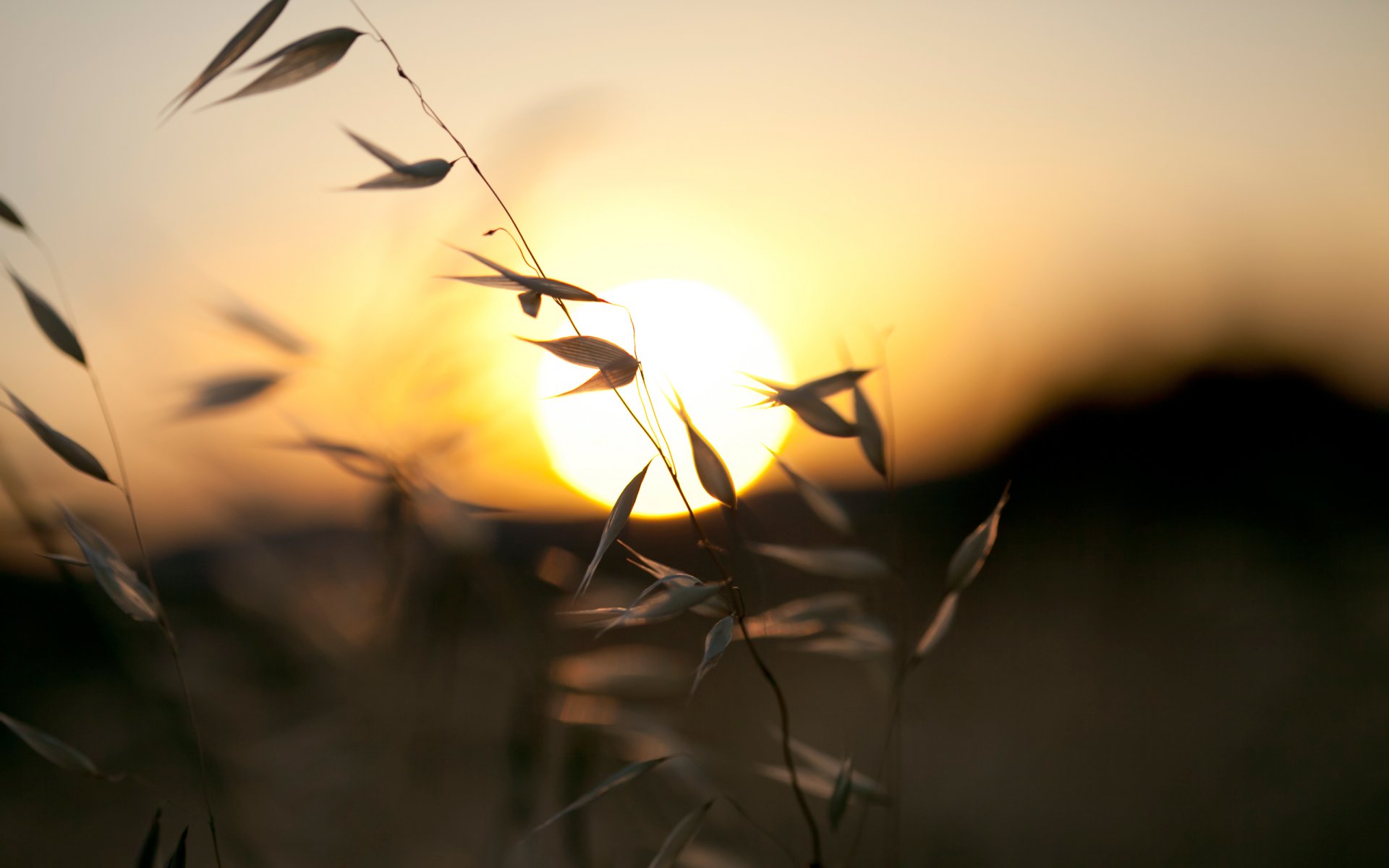 blades of grass blades of grass sun sunset evening nature grass hills sky colors