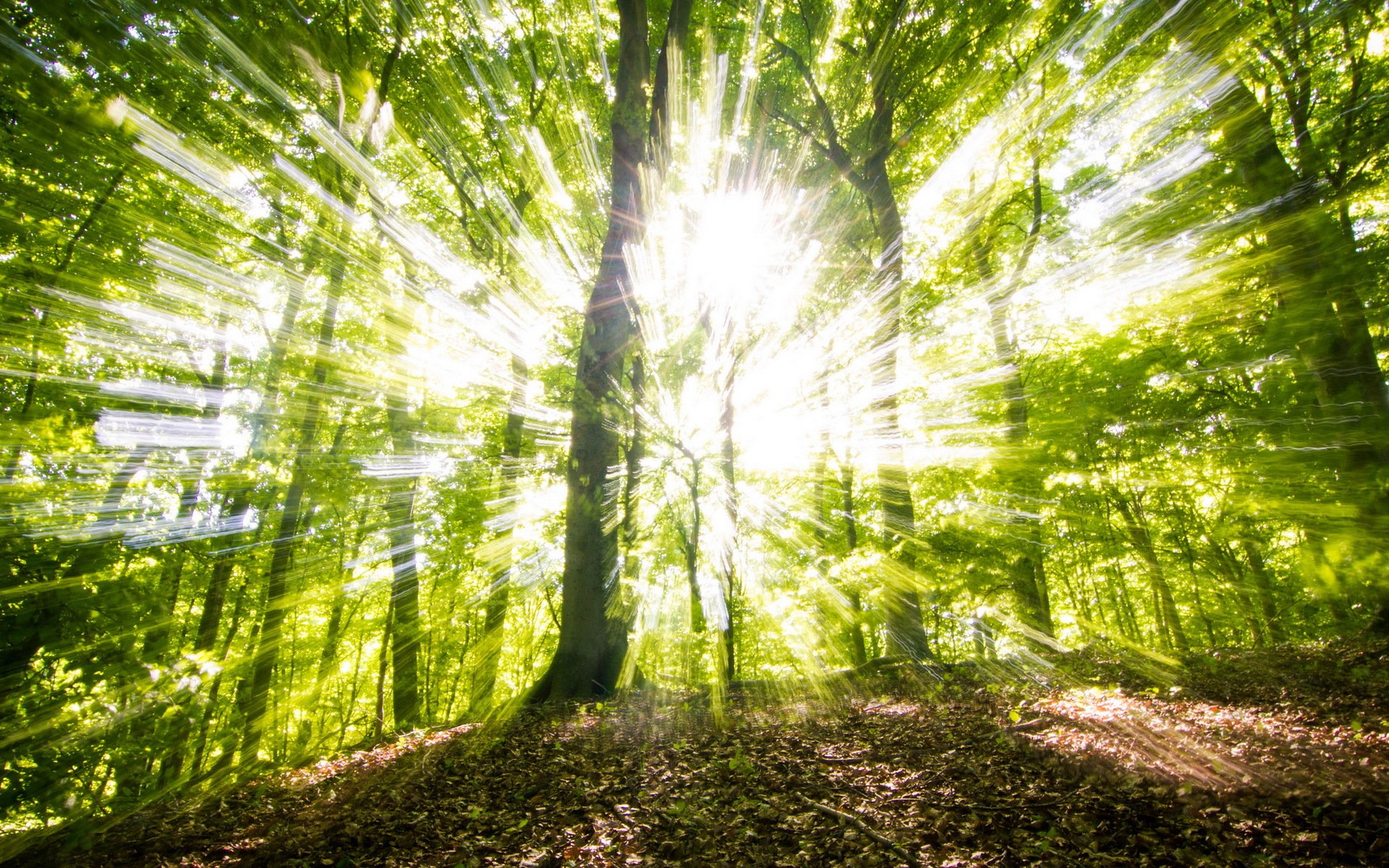 las drzewa światło natura