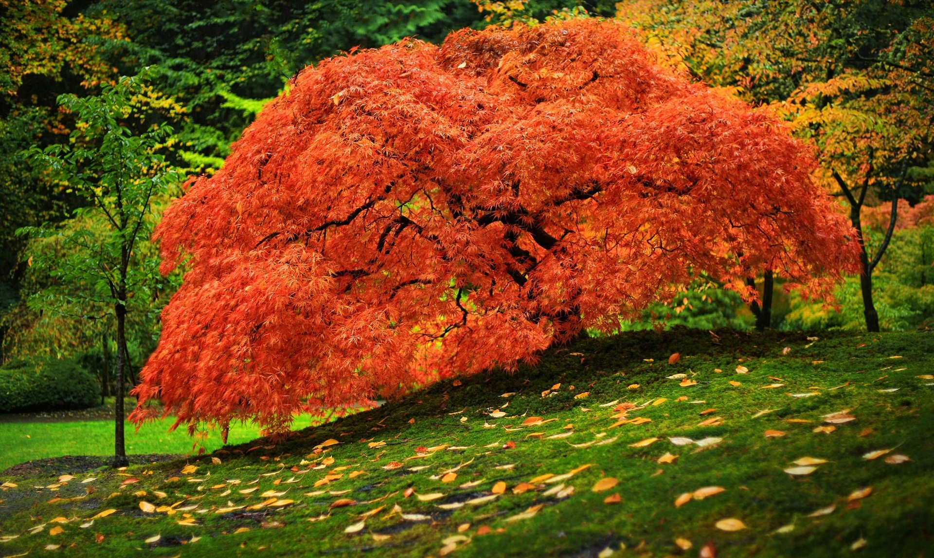 park grass leaves tree autumn