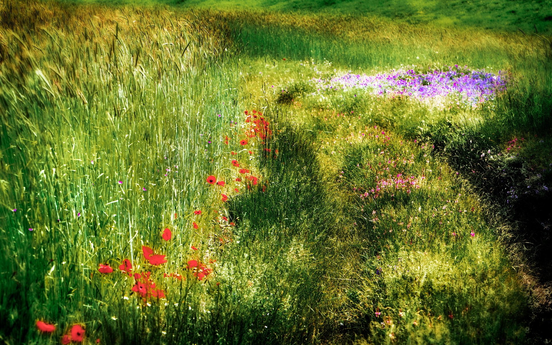 the field summer nature