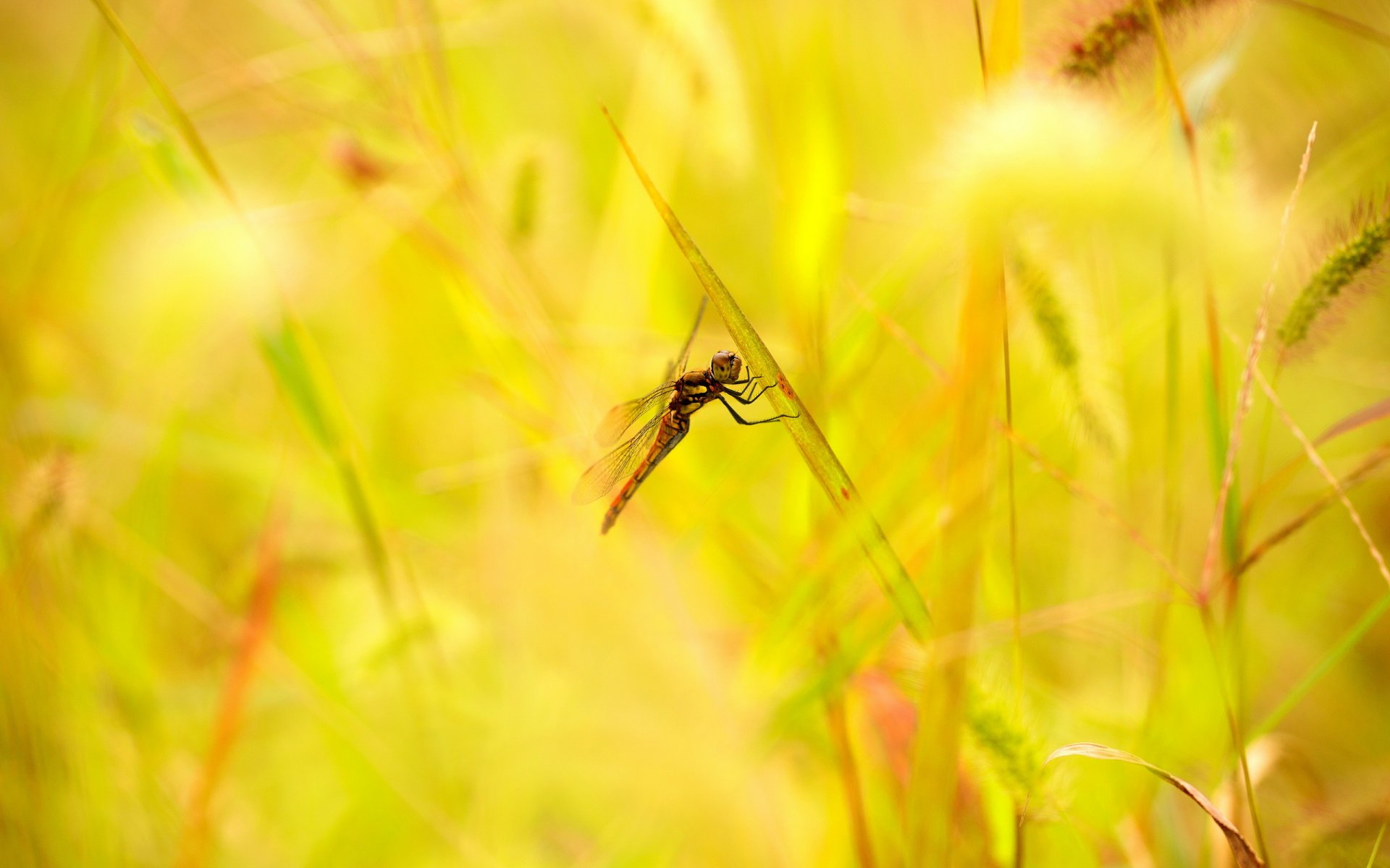 ummer grass leaves spikes dragonfly