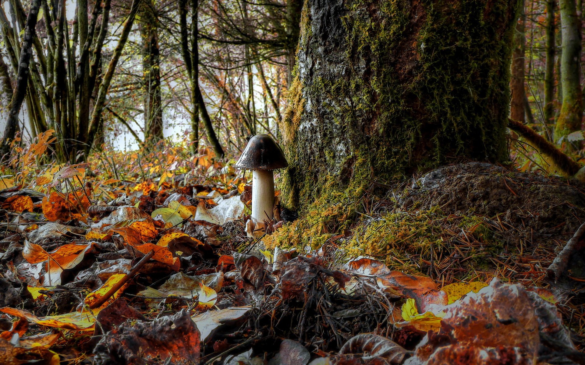 mushroom forest leaves nature