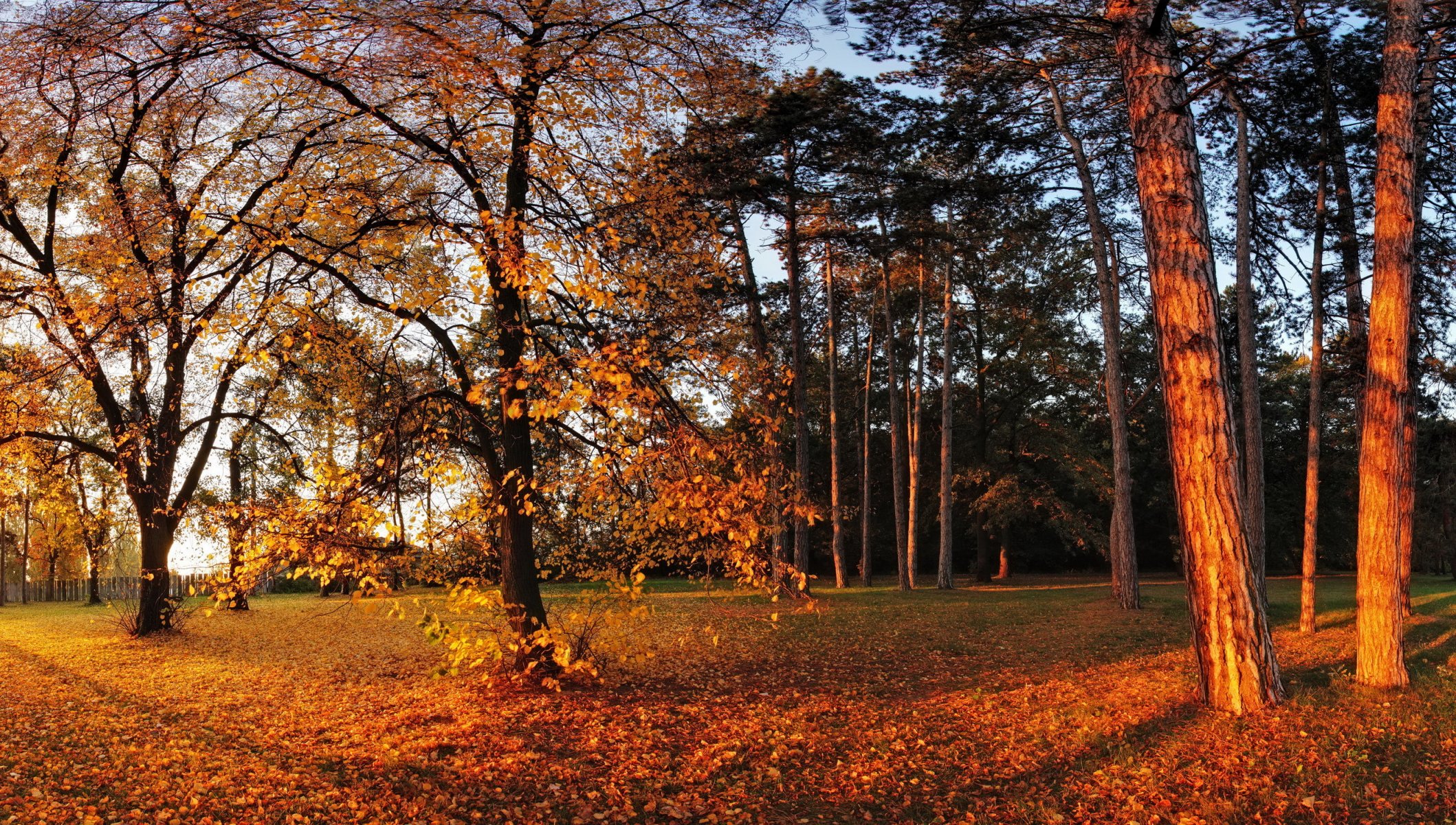 autumn park tree foliage yellow sun